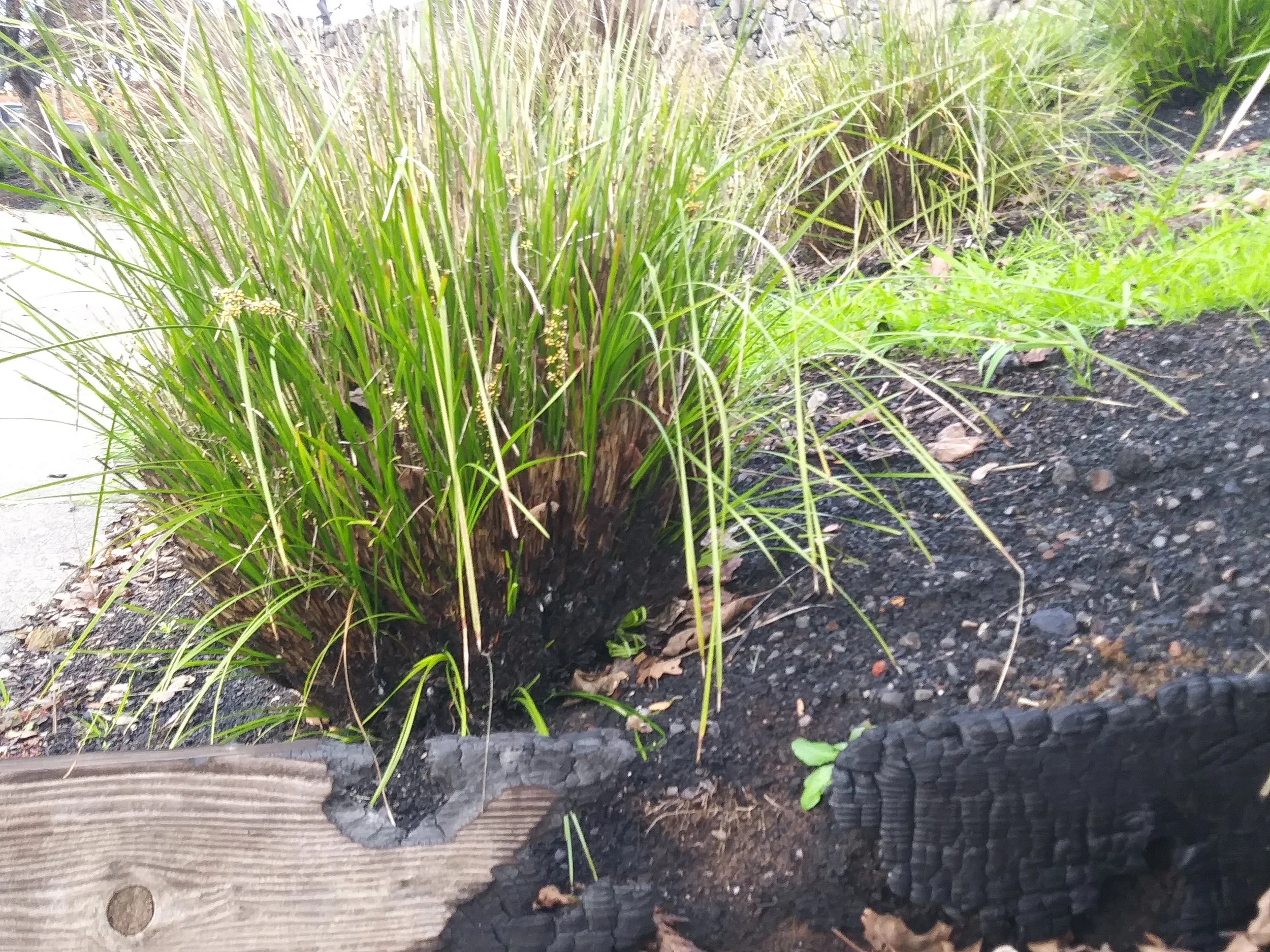 Lomandra 'Breeze grass' Recovering after the fires. This evergreen grass does well in both sun and shade. It's one tough cookie holding up to fire!