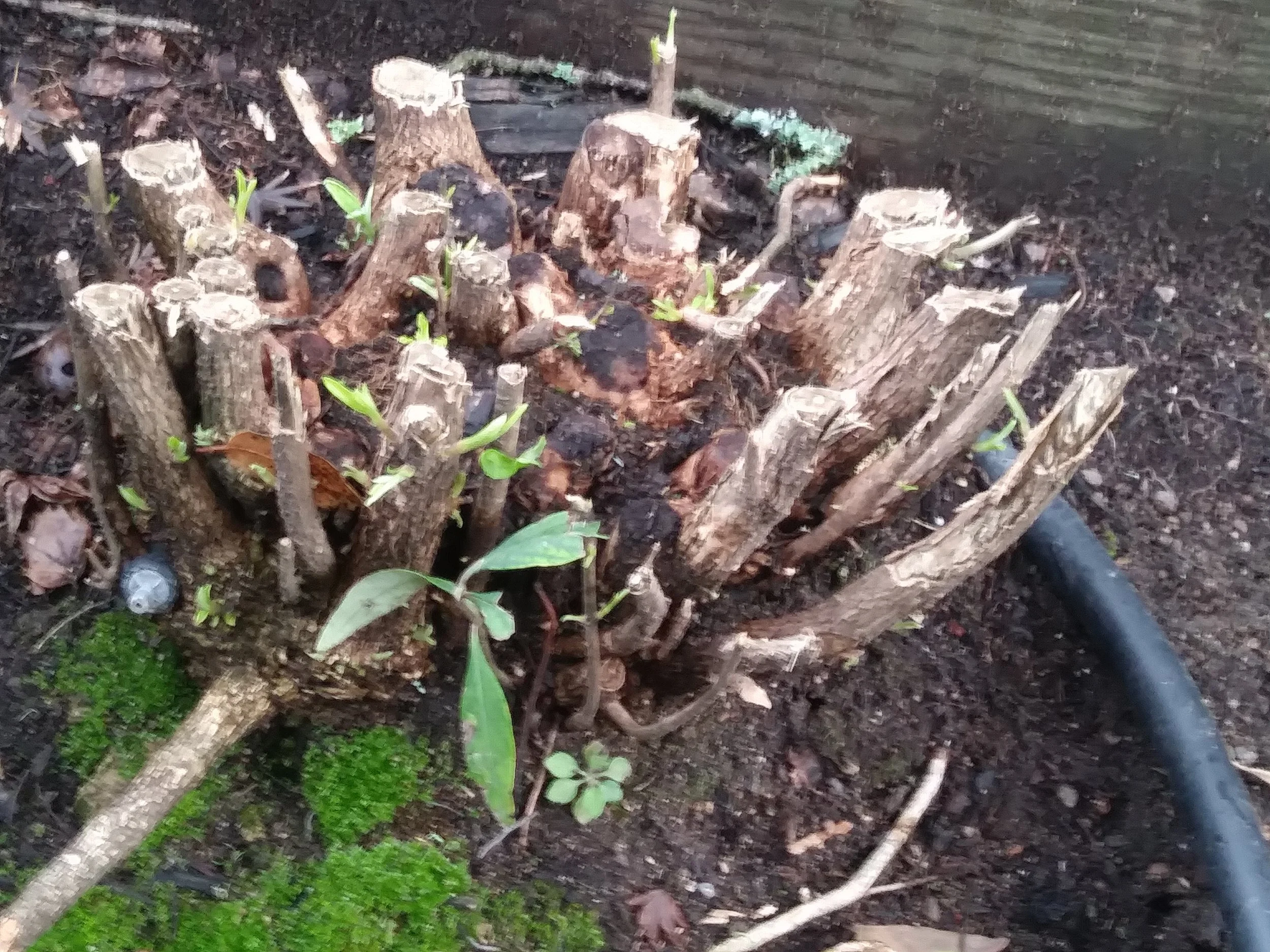 Carpentaria californica recovering with new growth.