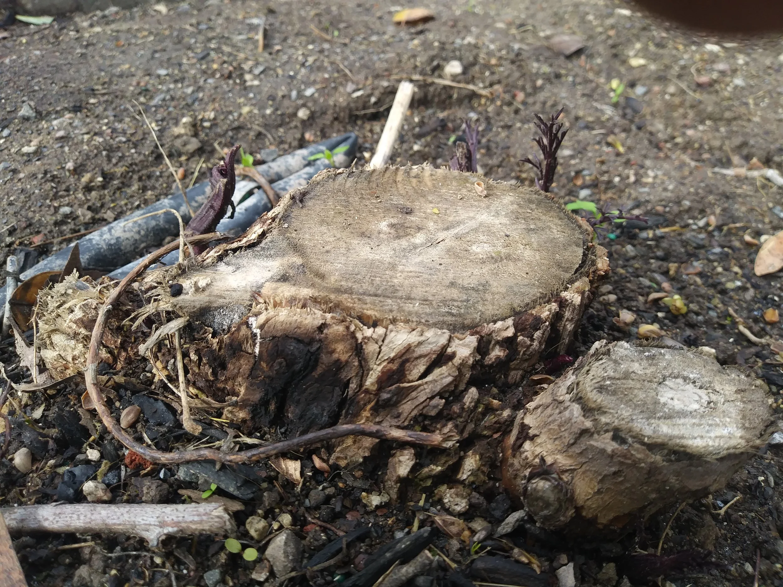 Blacklace Elderberry survived through it's well established root system.
