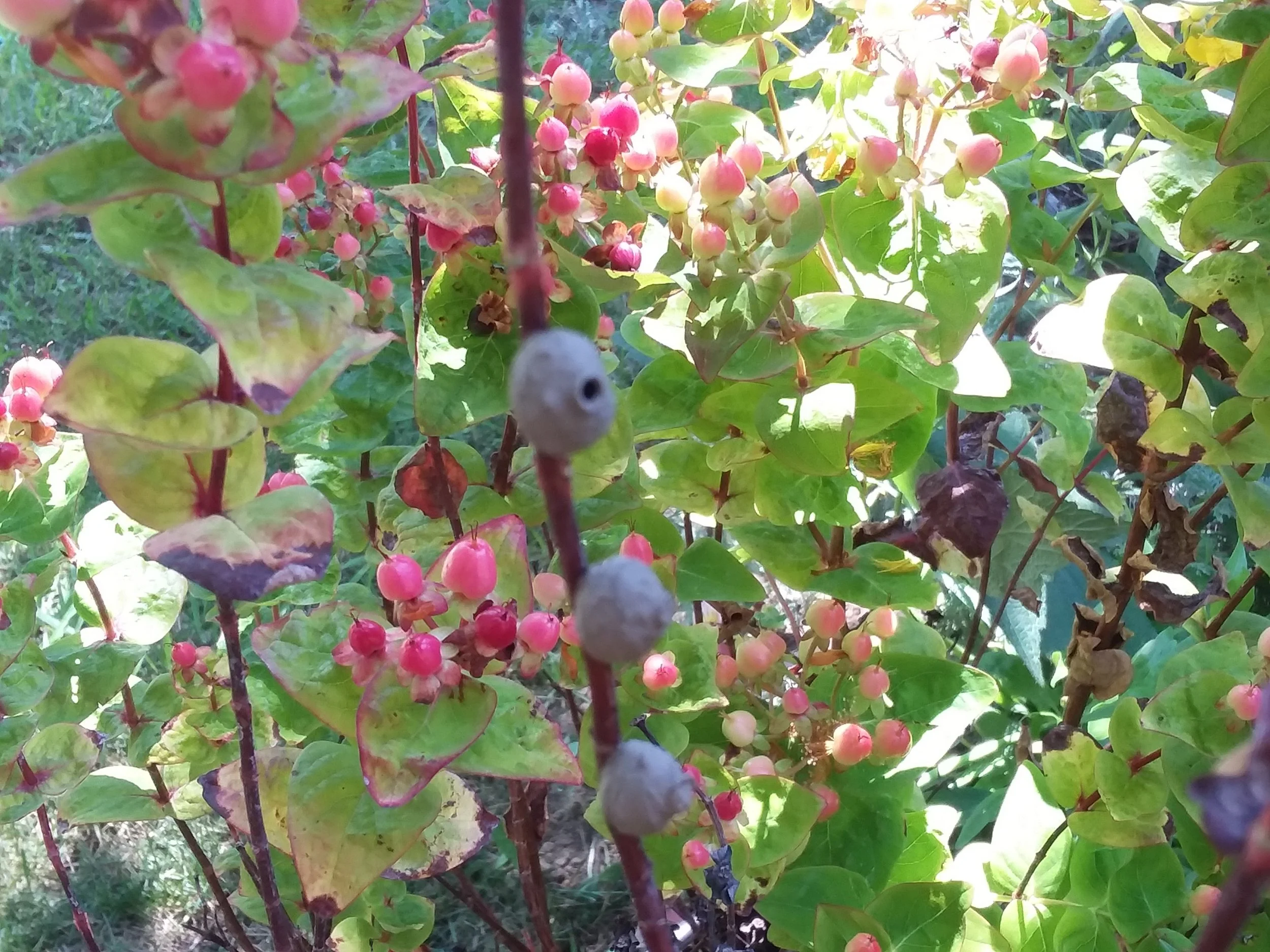 20180626_144719.jpg