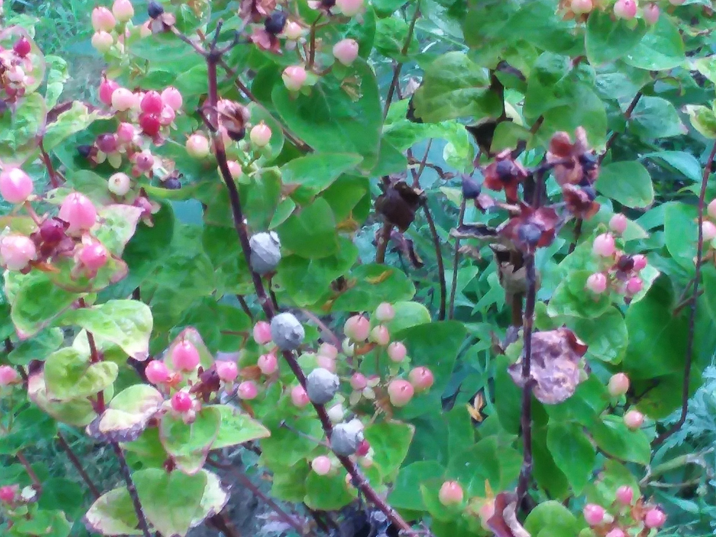 20180630_200035.jpg