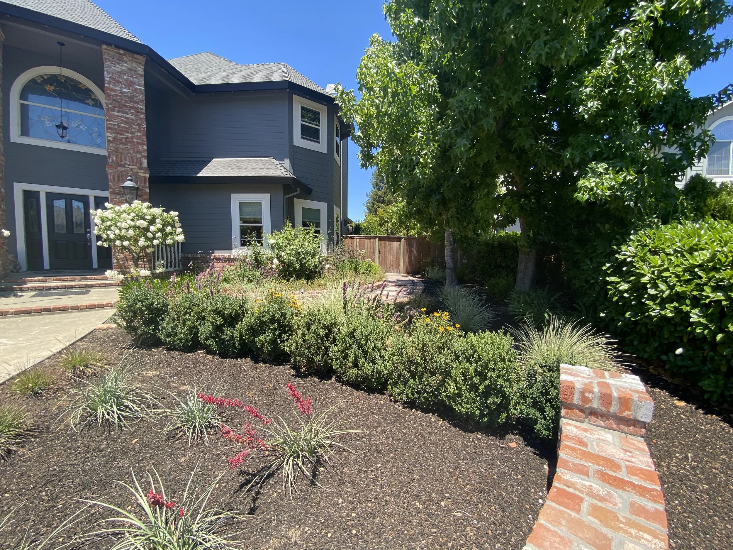 Healdsburg Front Yard Low Water Use Landscape — Nature's Designs