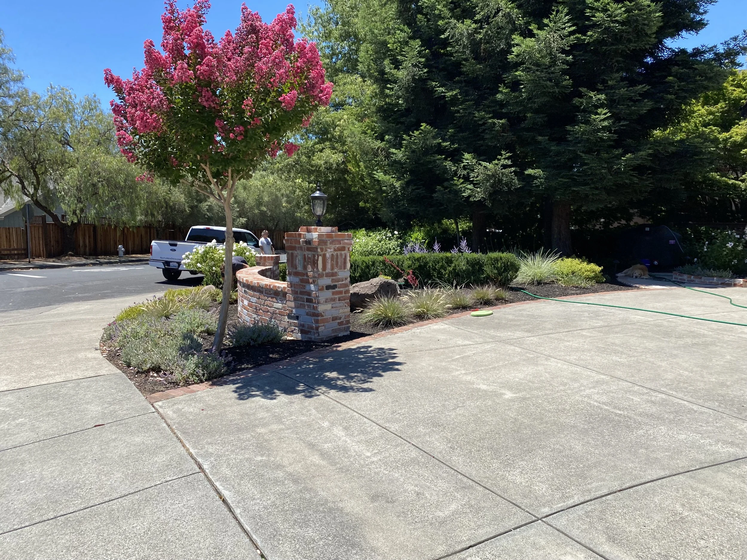 Healdsburg Front Yard Low Water Use Landscape — Nature's Designs