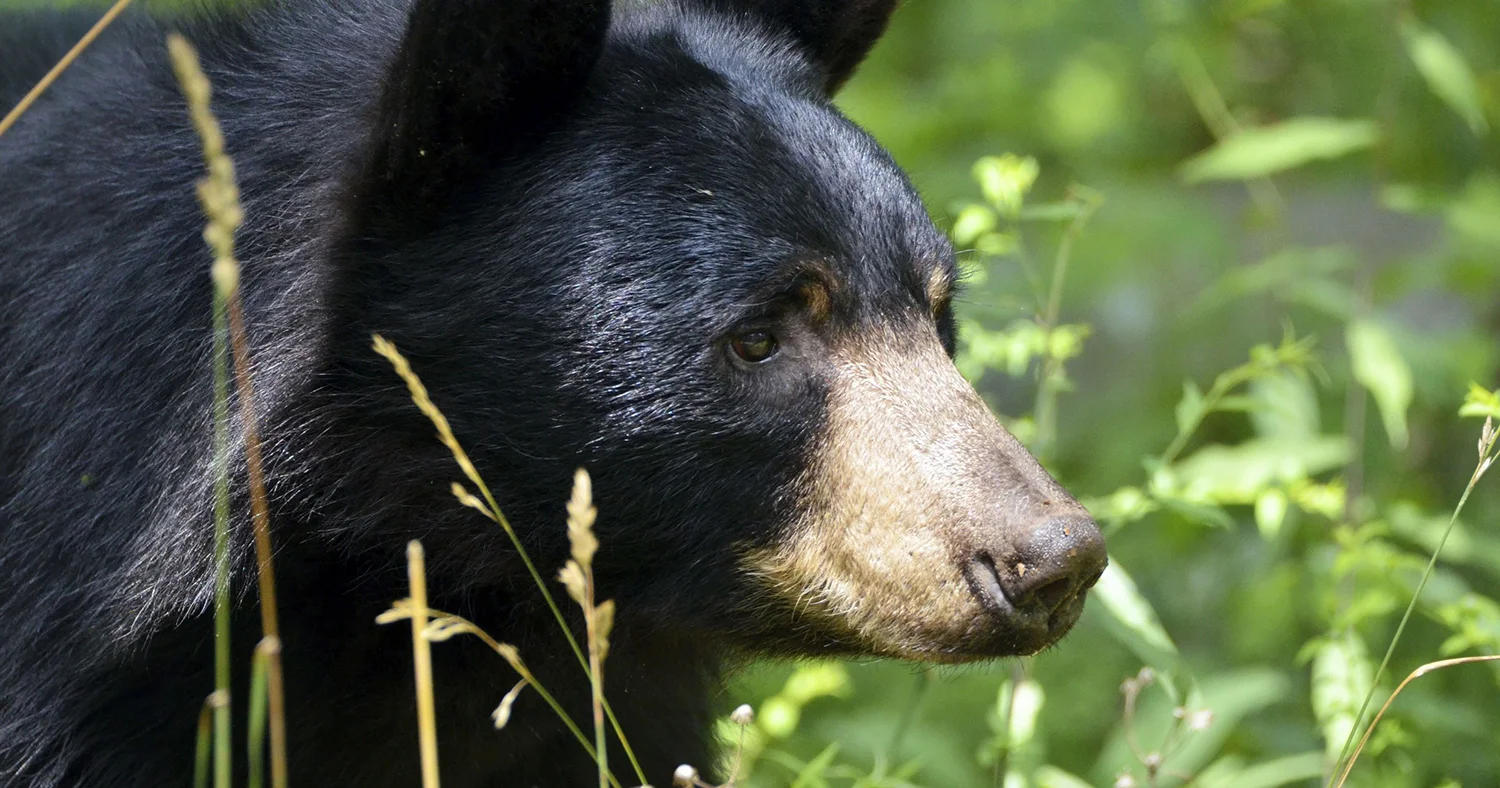 Bears of PA-1500px.jpg