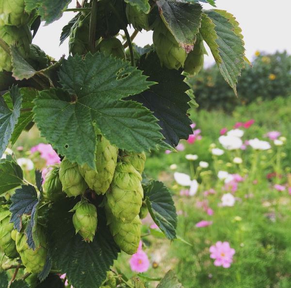 Hops_BiriteFarms-1.jpg