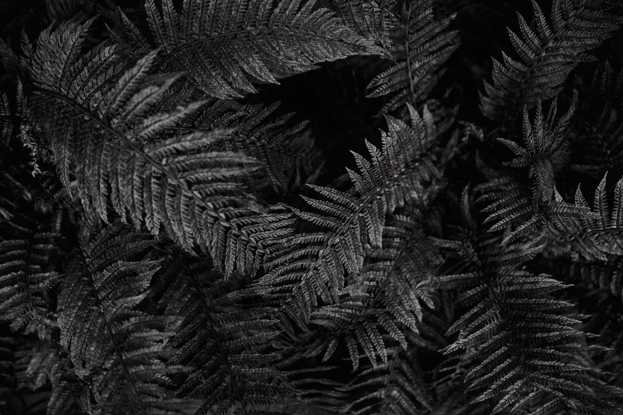 ARCHIPELAGO WOLF PACK 7