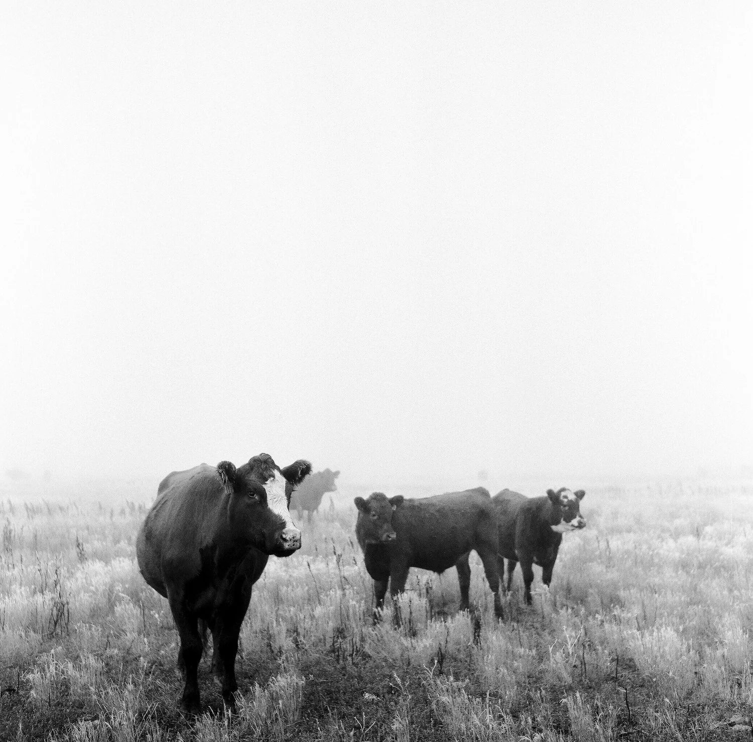 Captured on the Rolleiflex 3.5 T
