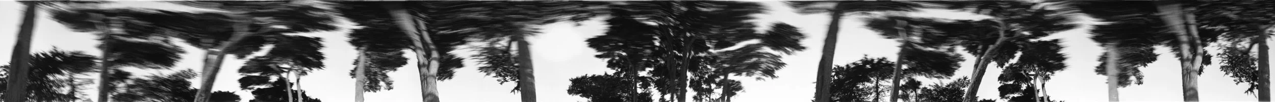 Timeline_trees.jpg