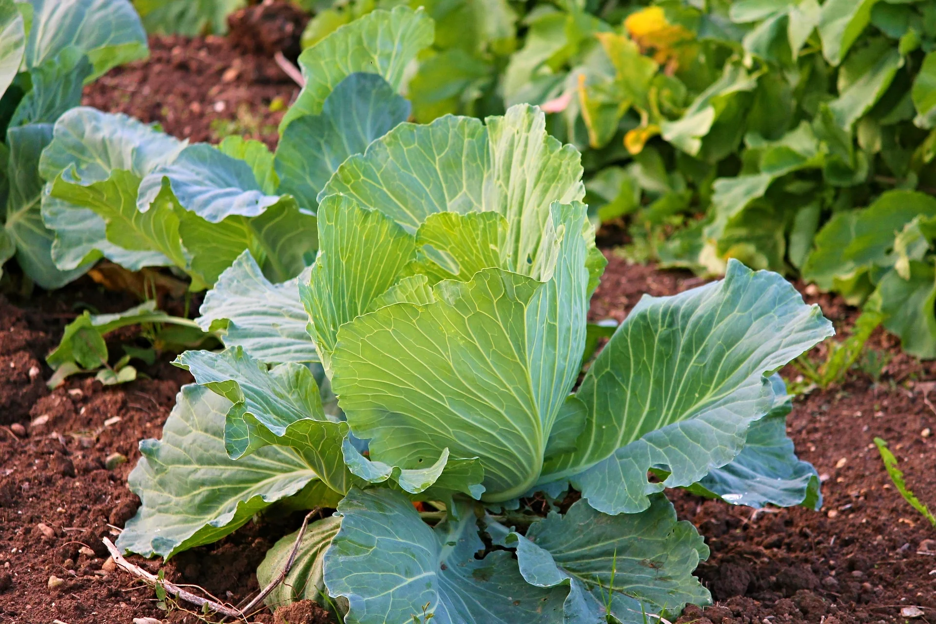 Growing-Vegetables-Garden.jpg