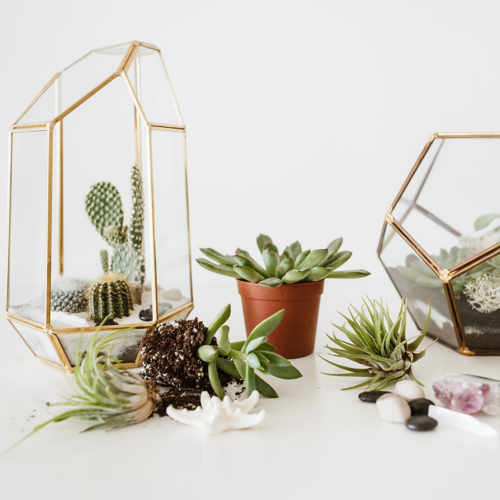 Terrarium_08.jpg