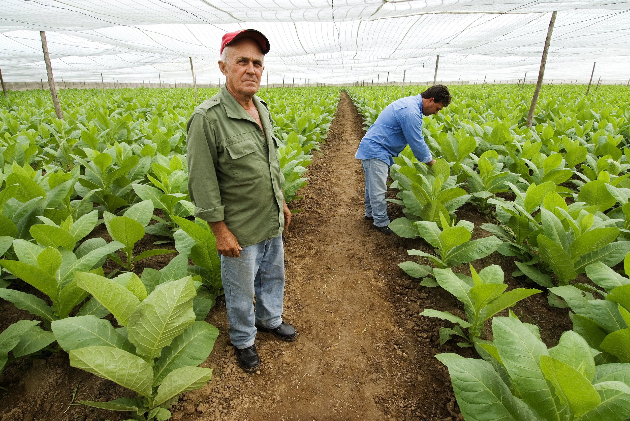 PRIETO FARM, Pinar, CUBA