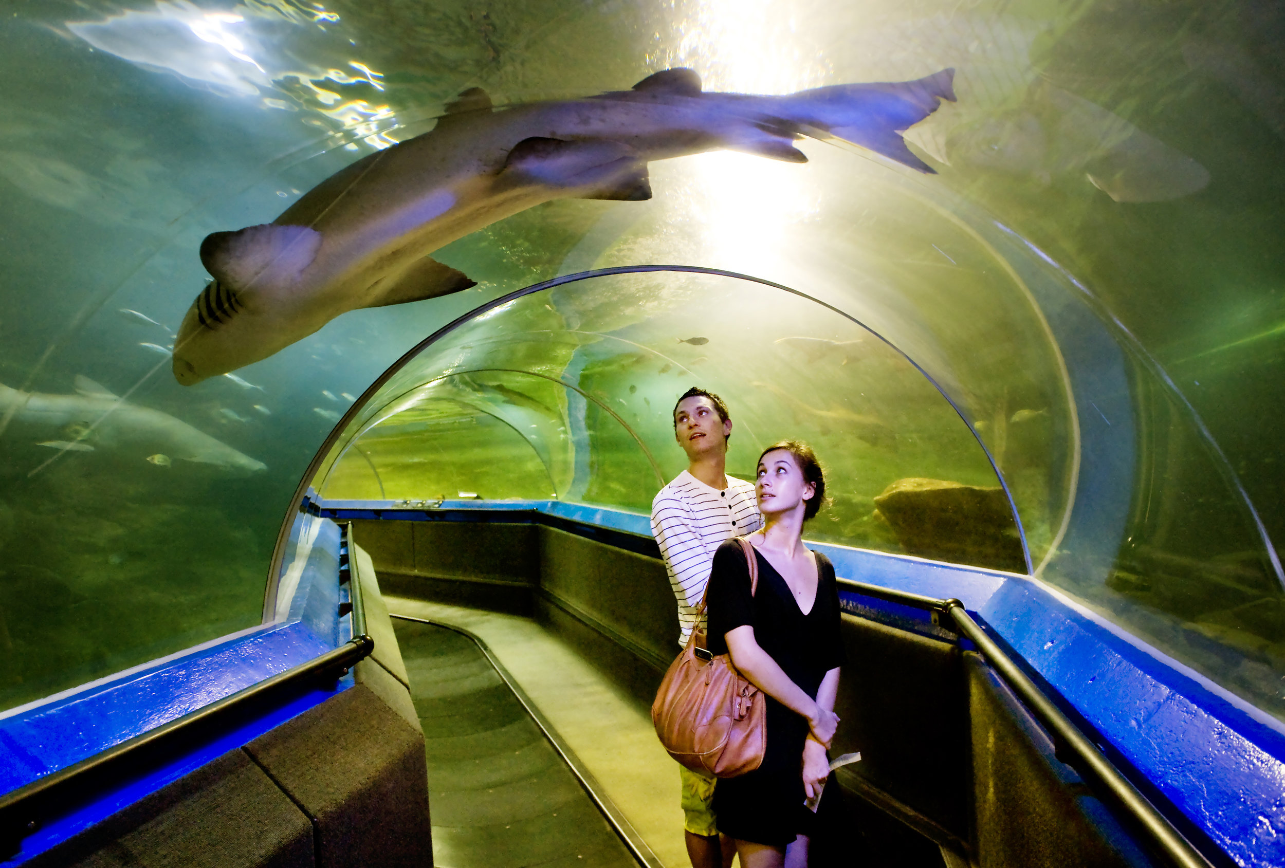 MANLY AQUARIUM