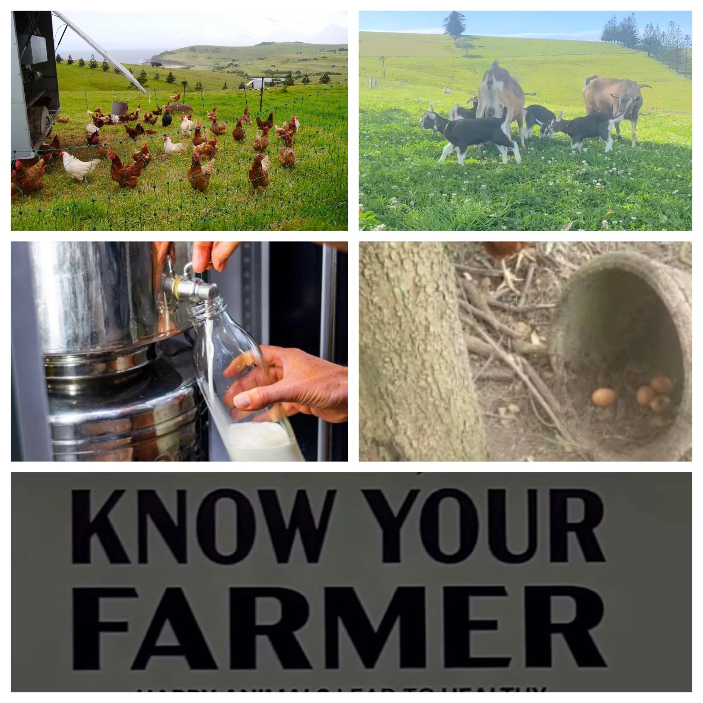 EATING SEASONALLY: SPRING