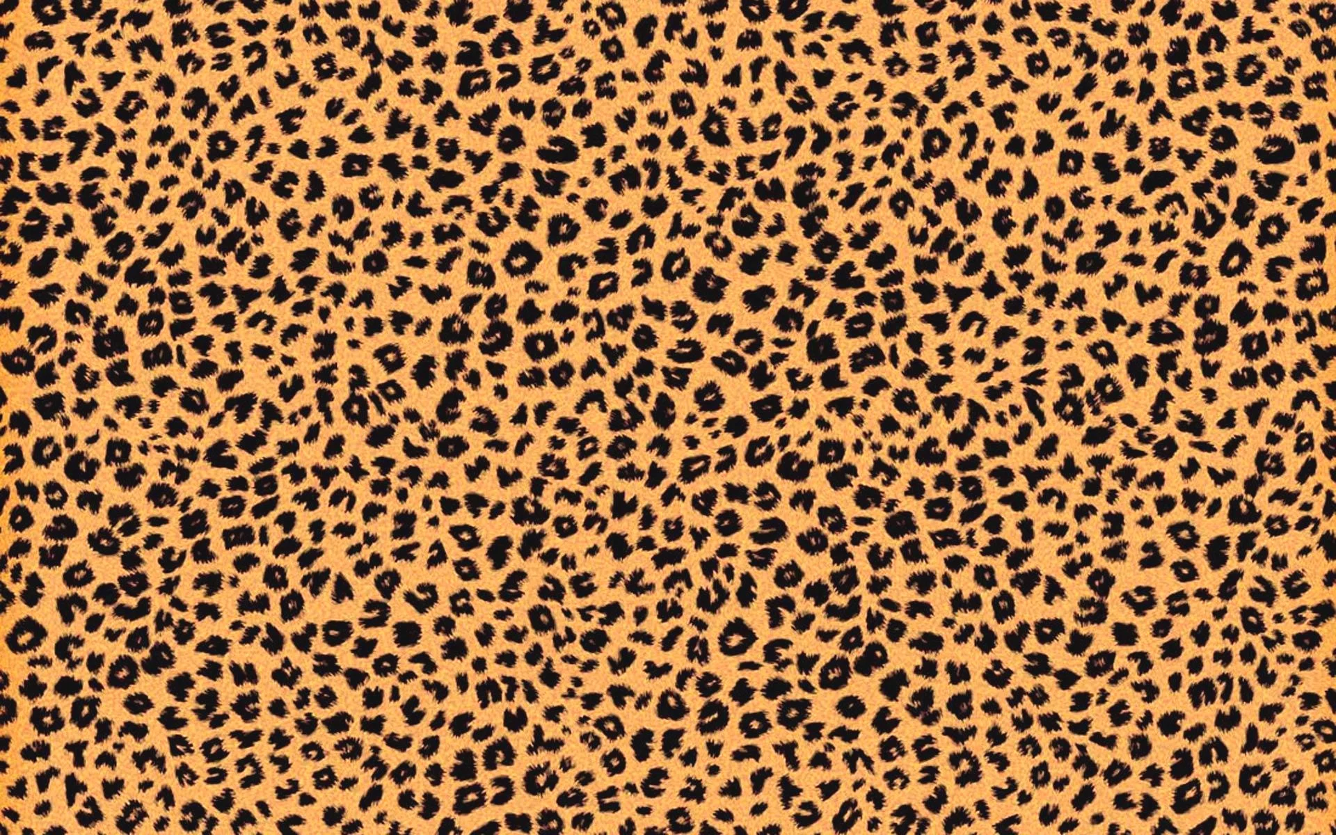 07x5asr-cheetah-background-pictures.jpg