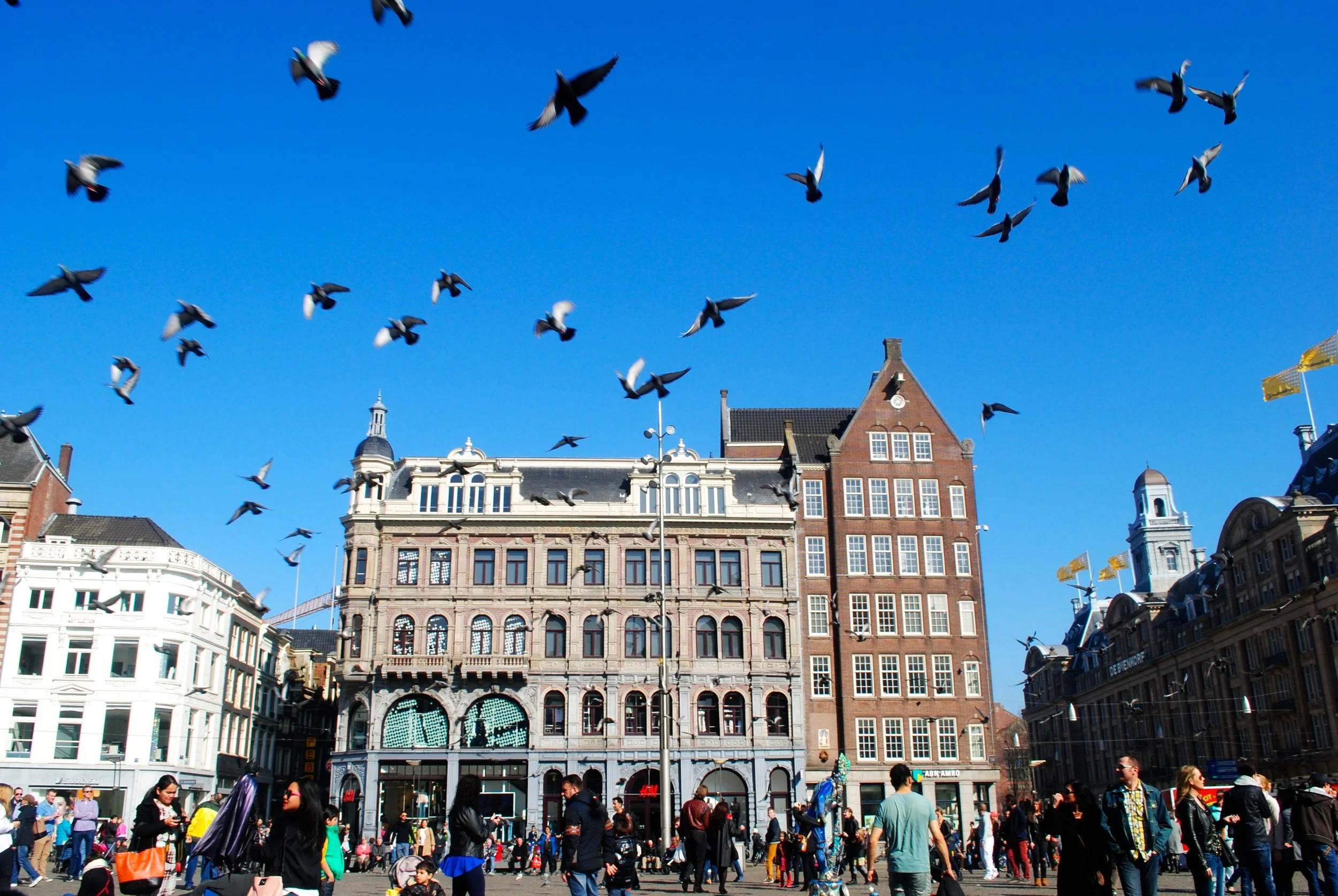  Birds scatter away from the crowds in the city center. // Amsterdam, Netherlands 
