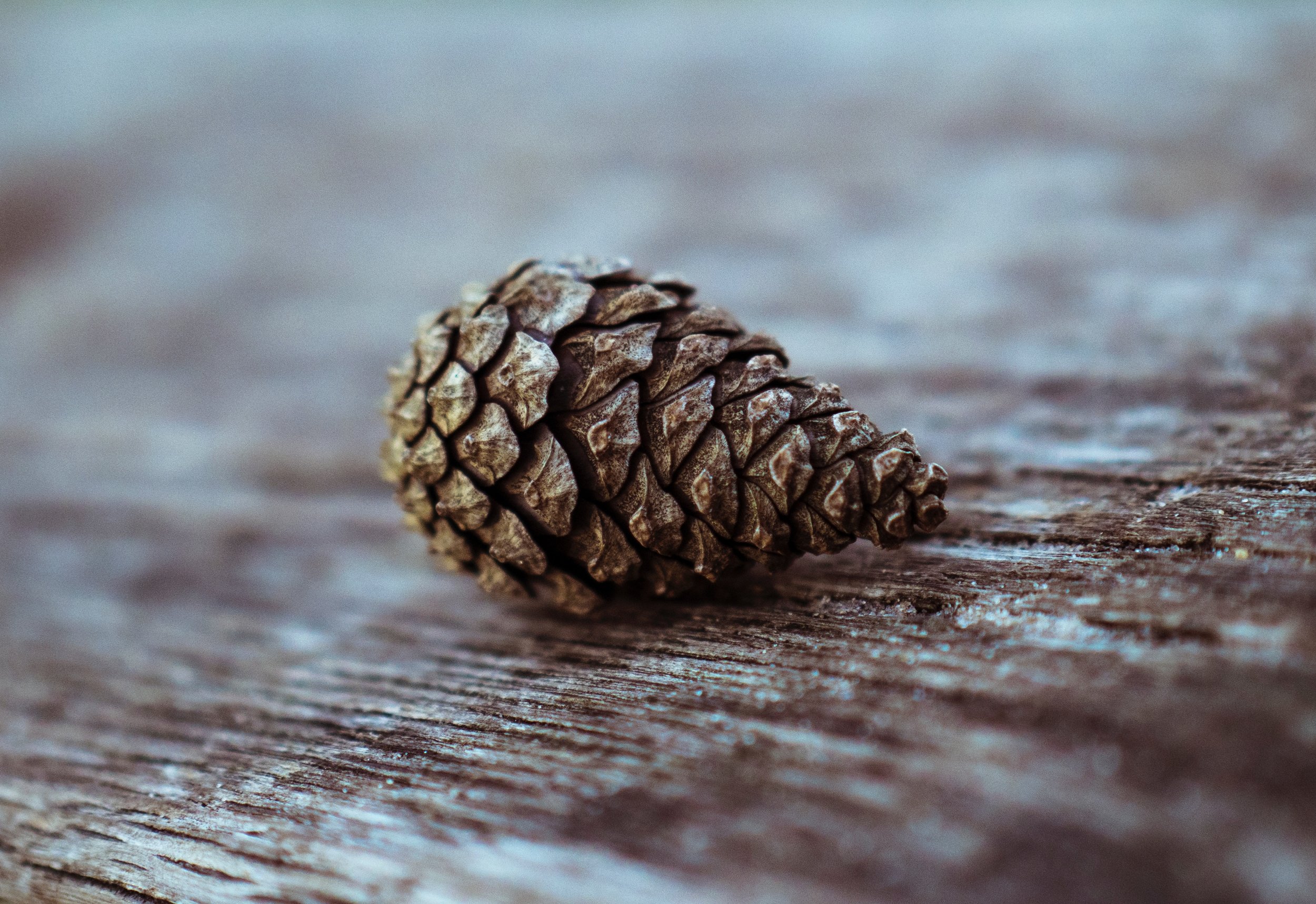 Pinecone.jpg