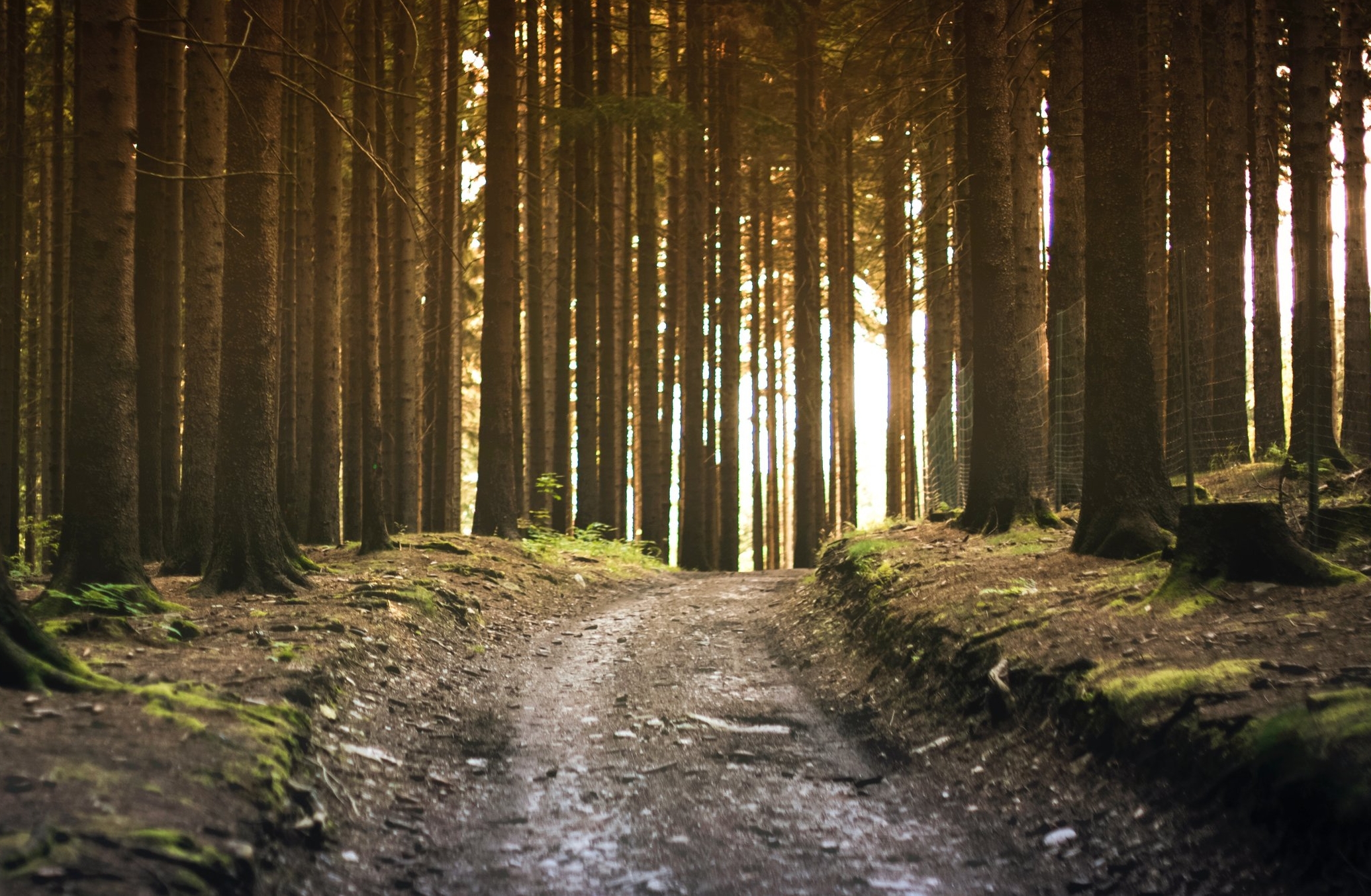 Forest Path.jpg