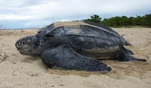 Leatherback-sea-turtle-4-588x342.jpg