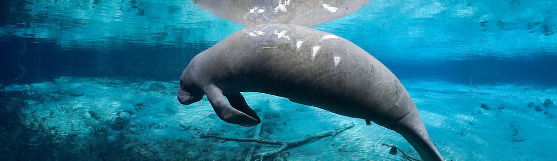 BoatStrikes_Manatee_c_CarolGrant_www_oceangrant_com.jpg