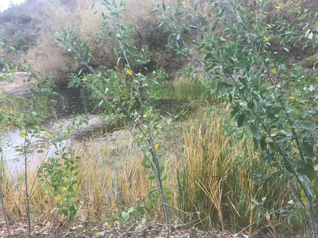 Catalina Pond 3.jpg