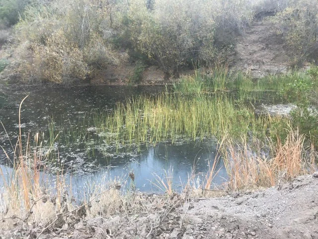 Catalina Pond 6.jpg