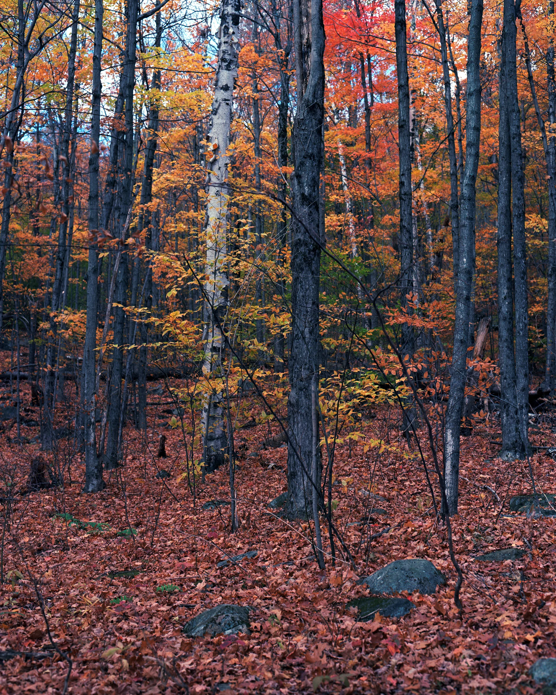 Untitled (105).jpg