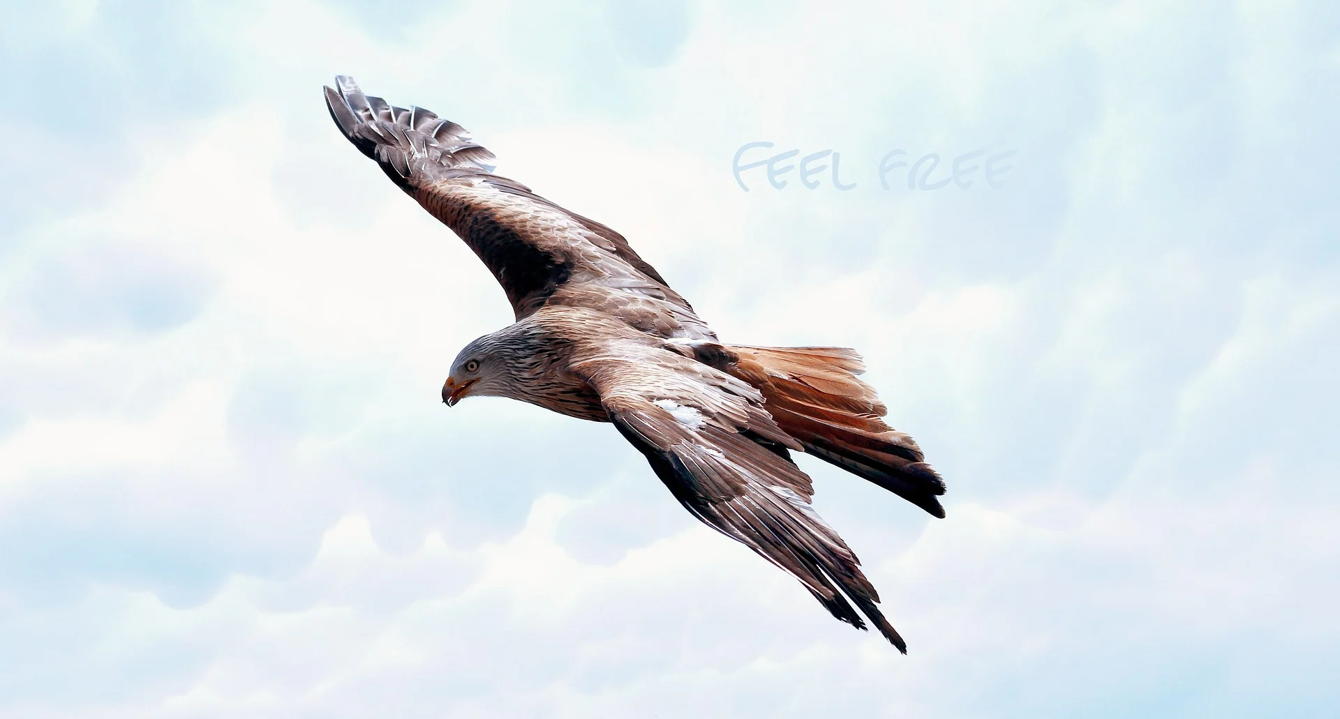 Bird Freedome.jpg