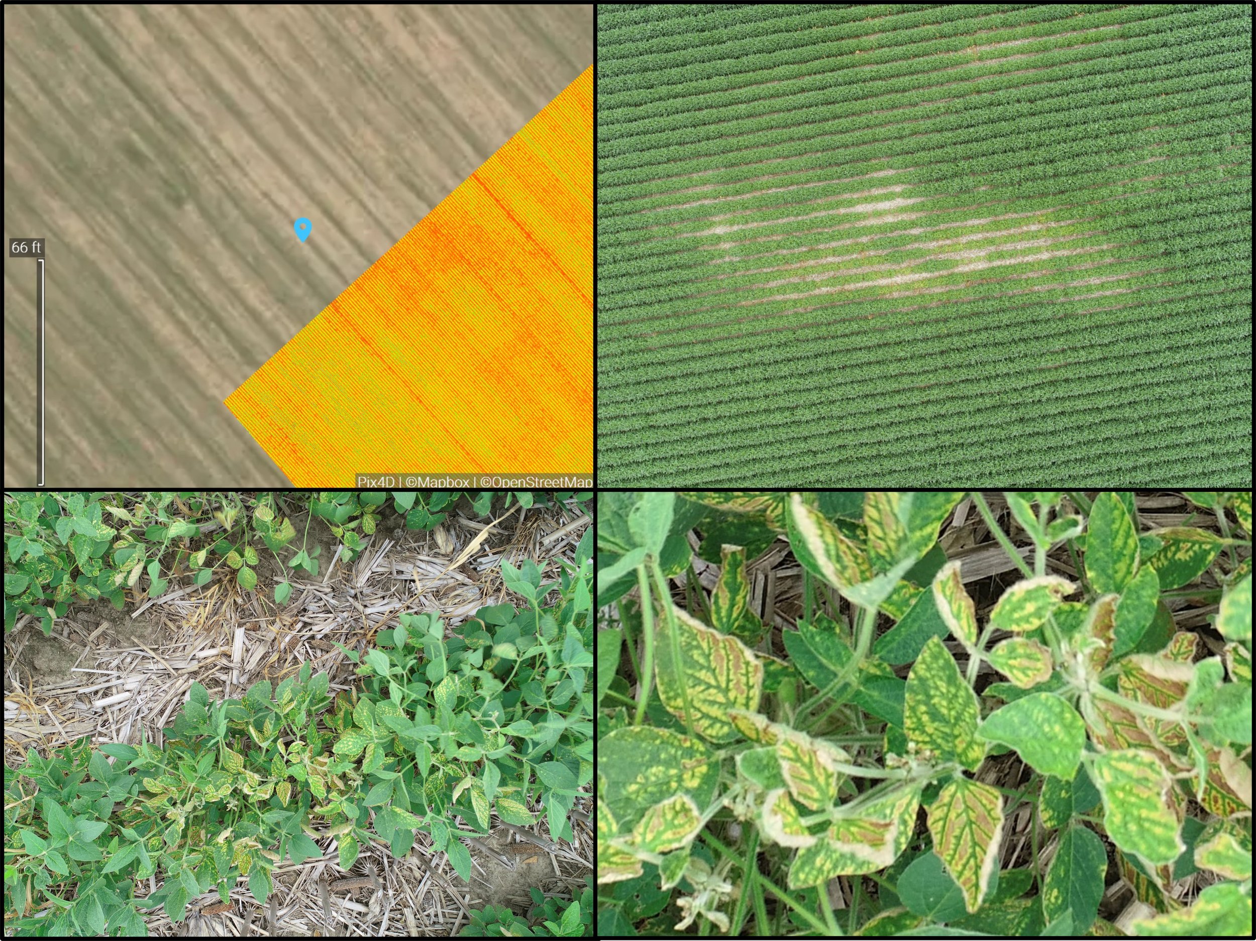 Detection of SDS on Soybean field