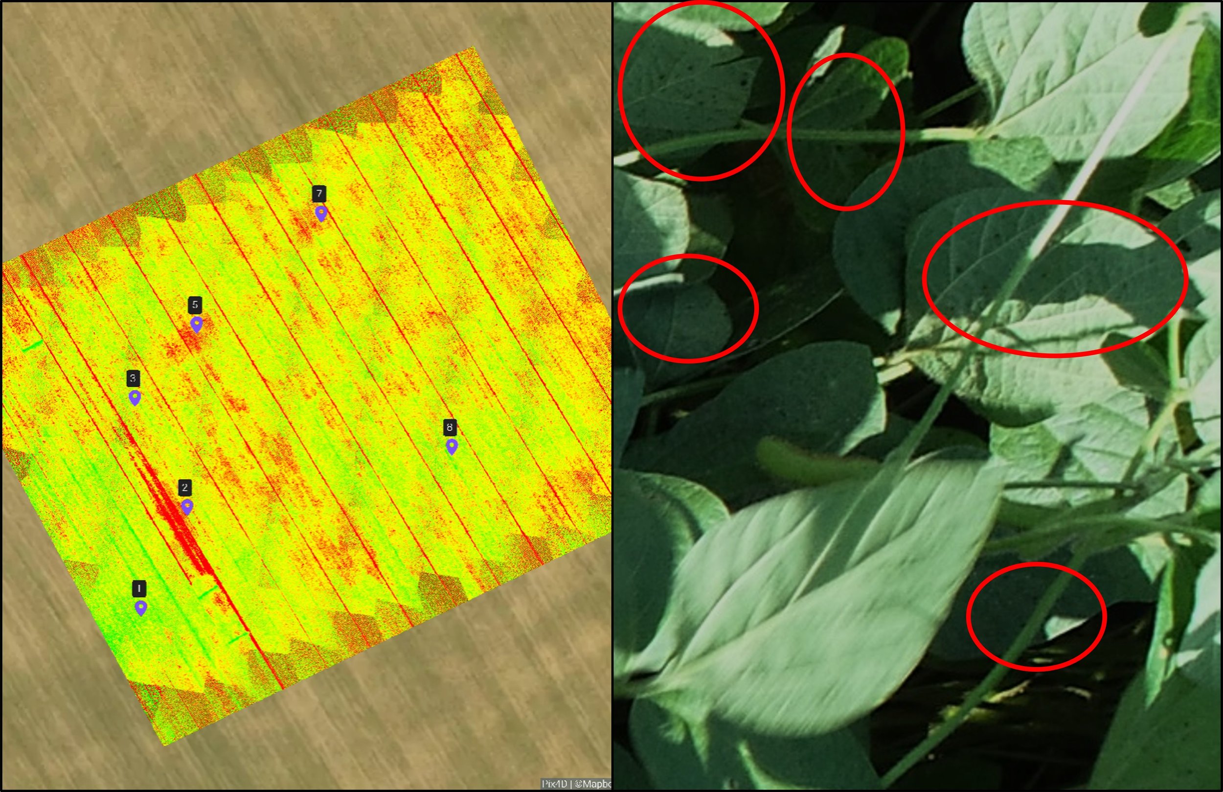 Aphid detection on soybean field