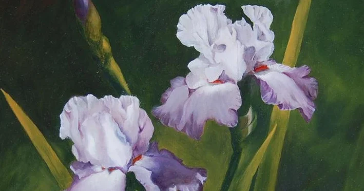 Two Iris and one on the way.jpg
