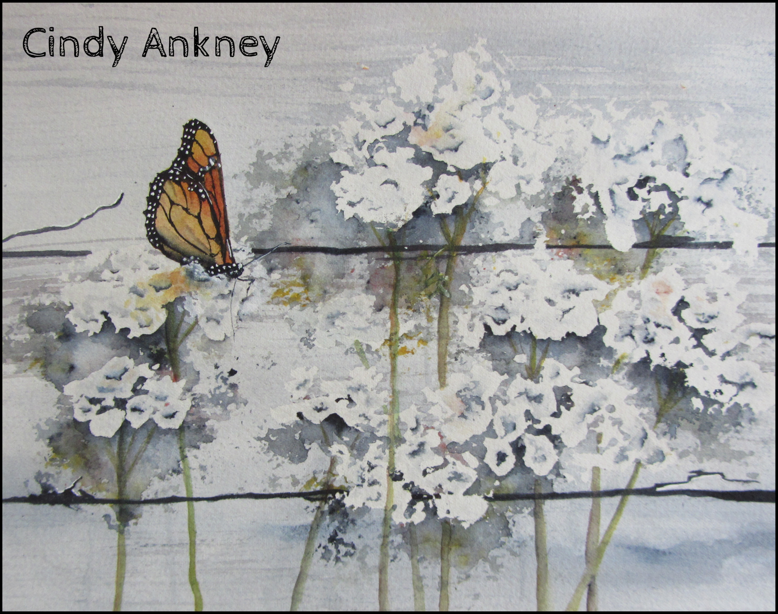 Monarch in Queen Annes Lace - Cindy Ankney