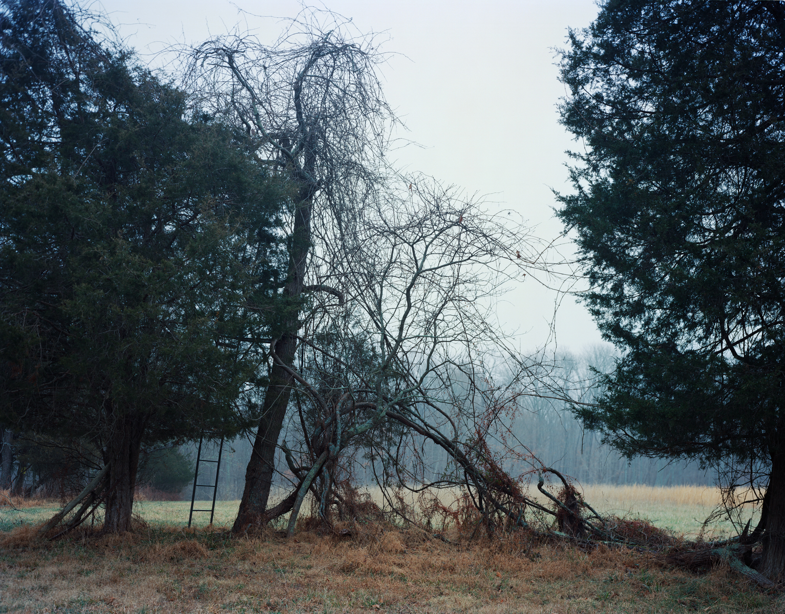    Hollow Horn  , 2016 Inkjet print 16 x 20 inches Ed: 3 + 2AP 