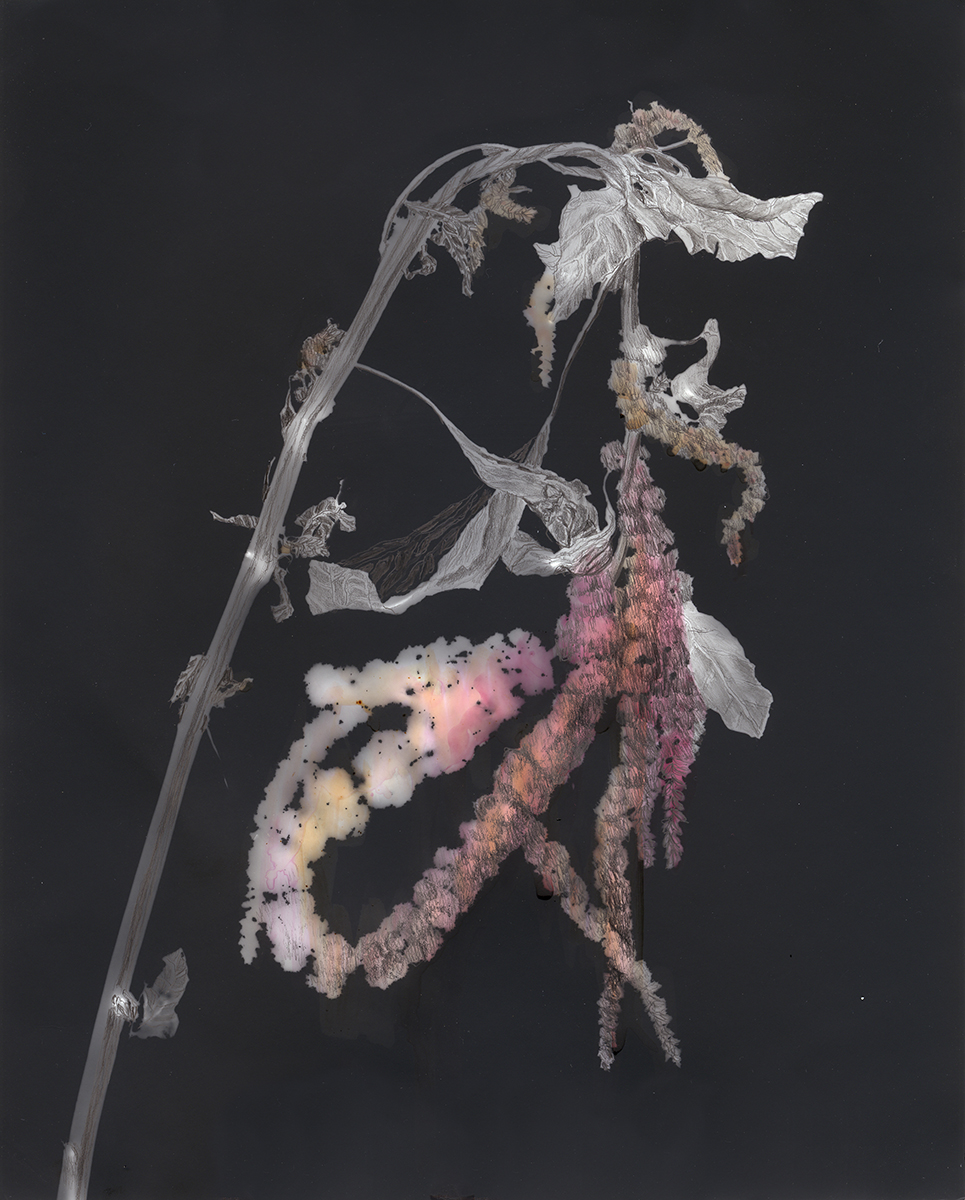 Amaranth Photogram I , 2016 Silver gelatin print photogram colored with amaranth dye and pencil 10 x 8 inches unique