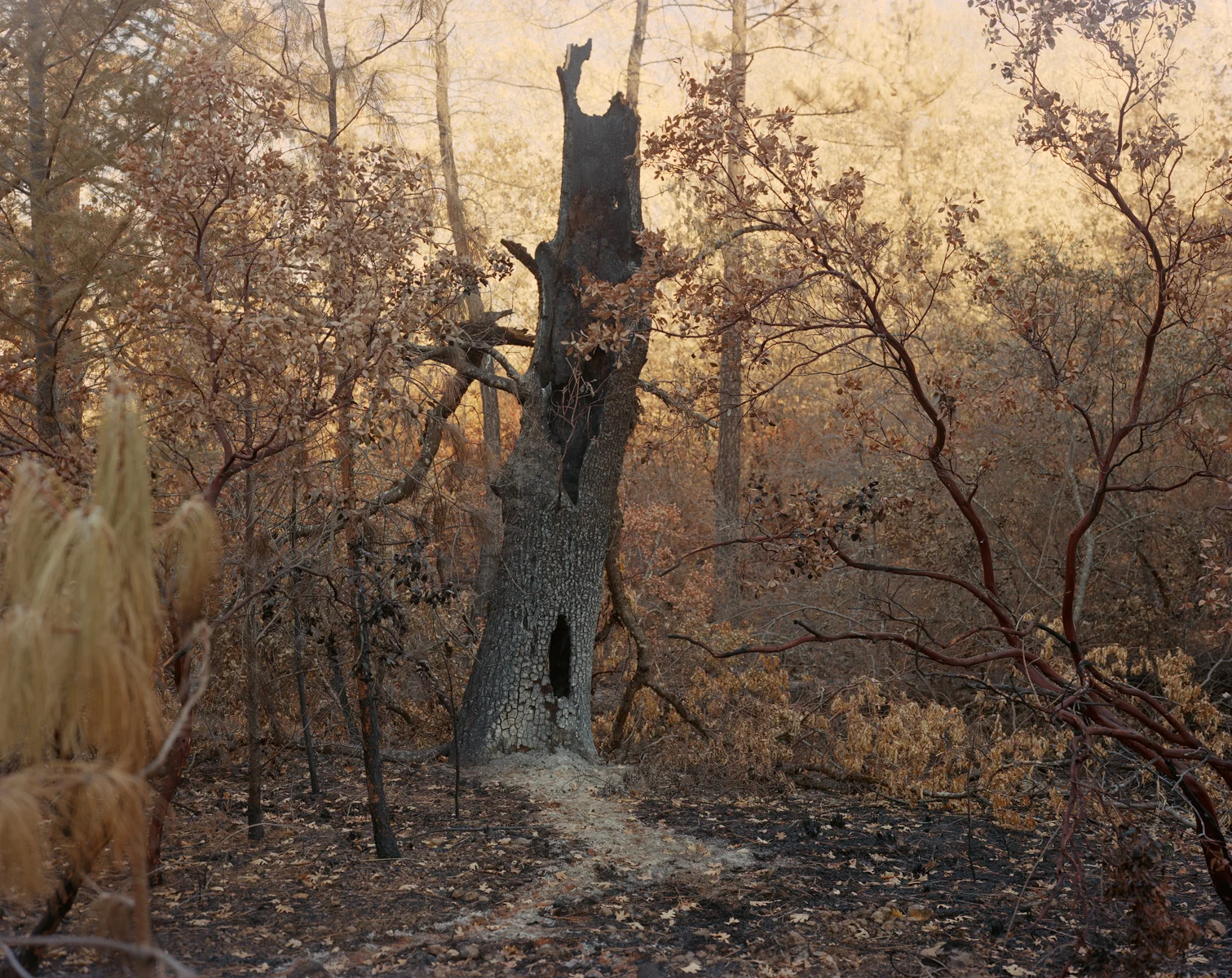 Ash , 2015 Inkjet print 37 x 46.5 inches Ed: 3 + 2AP