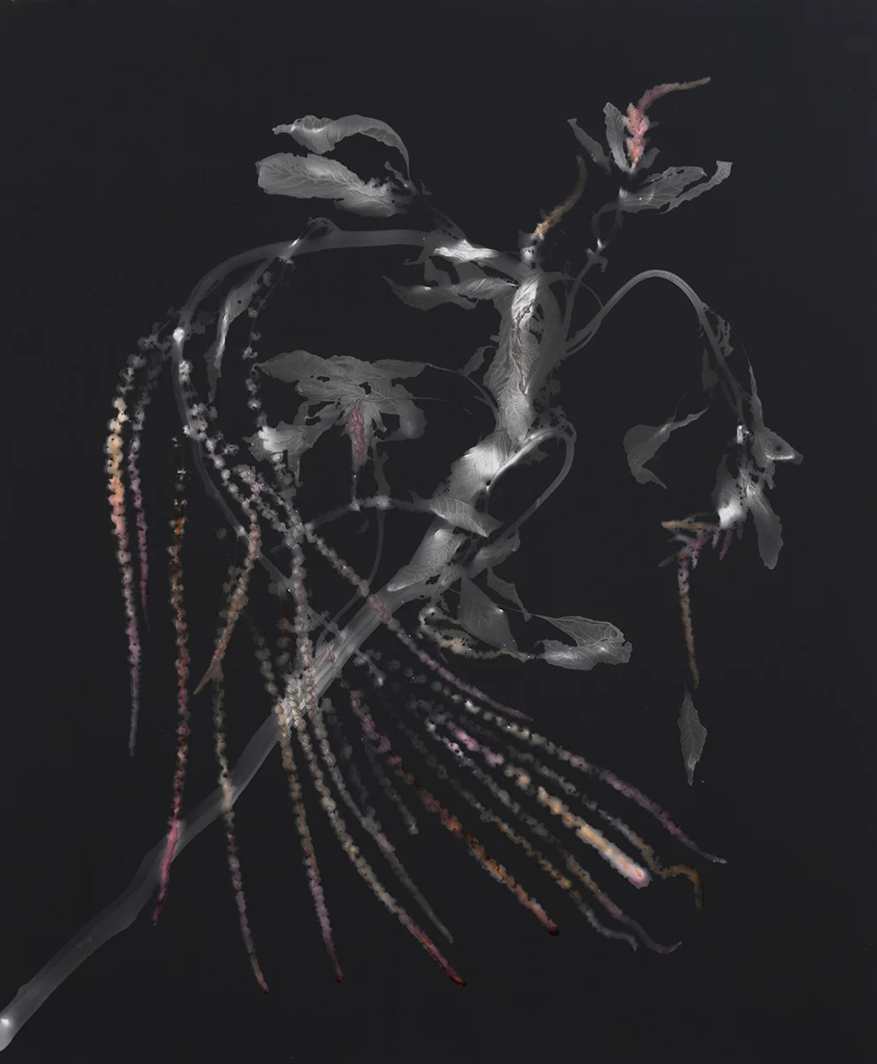 Amaranth Photogram II , 2016 Silver gelatin print photogram colored with amaranth dye and pencil 24 x 20 inches unique