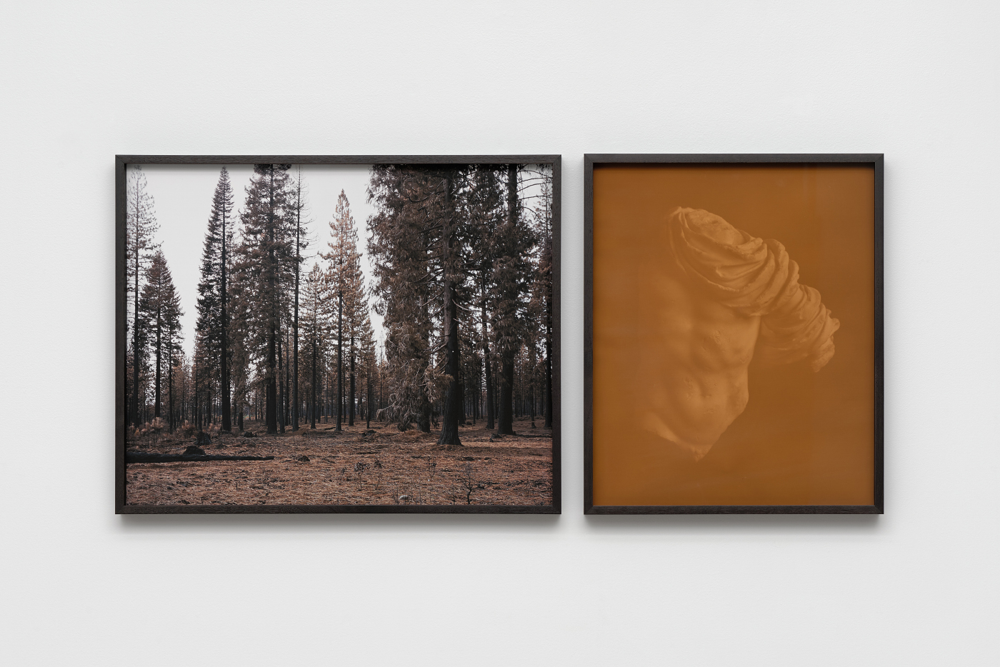    Actaeon in Eldorado   (dipytch), 2016 Left: Eldorado Inkjet print 22 x 28 inches  Right: Torso of Actaeon II Anthotype (faded amaranth and stinging nettle dyes on paper) 22 x 16 inches Ed: 3 + 2AP   