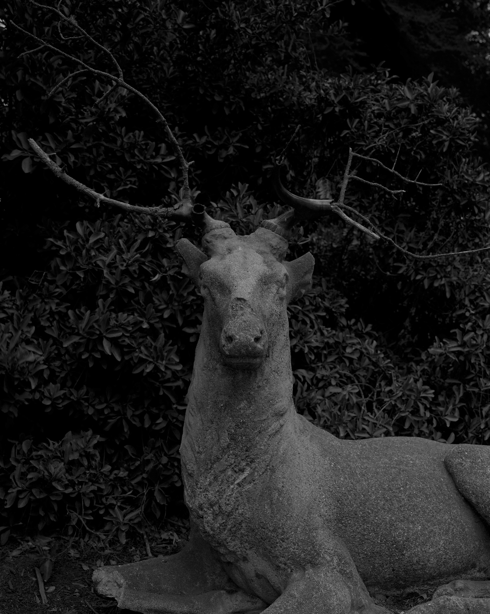    Actaeon as Stag  , 2015 Silver gelatin print 37 x 29 inches Ed: 3 + 2AP 