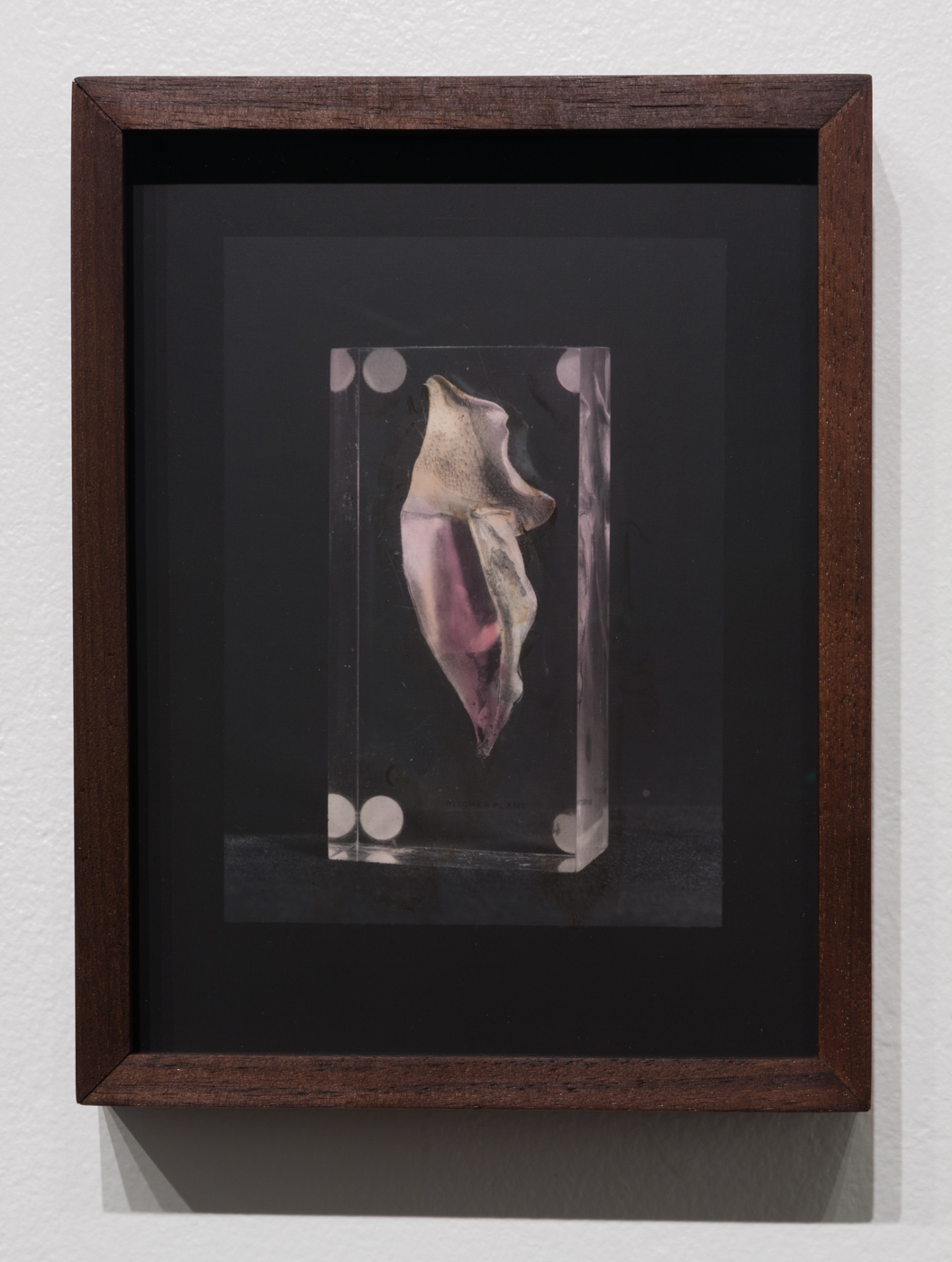 Pitcher Plant , 2017 Silver gelatin print colored with dahlia, elderberry, lily dyes 8.5 x 6.5 inches Ed: 2 + 1AP
