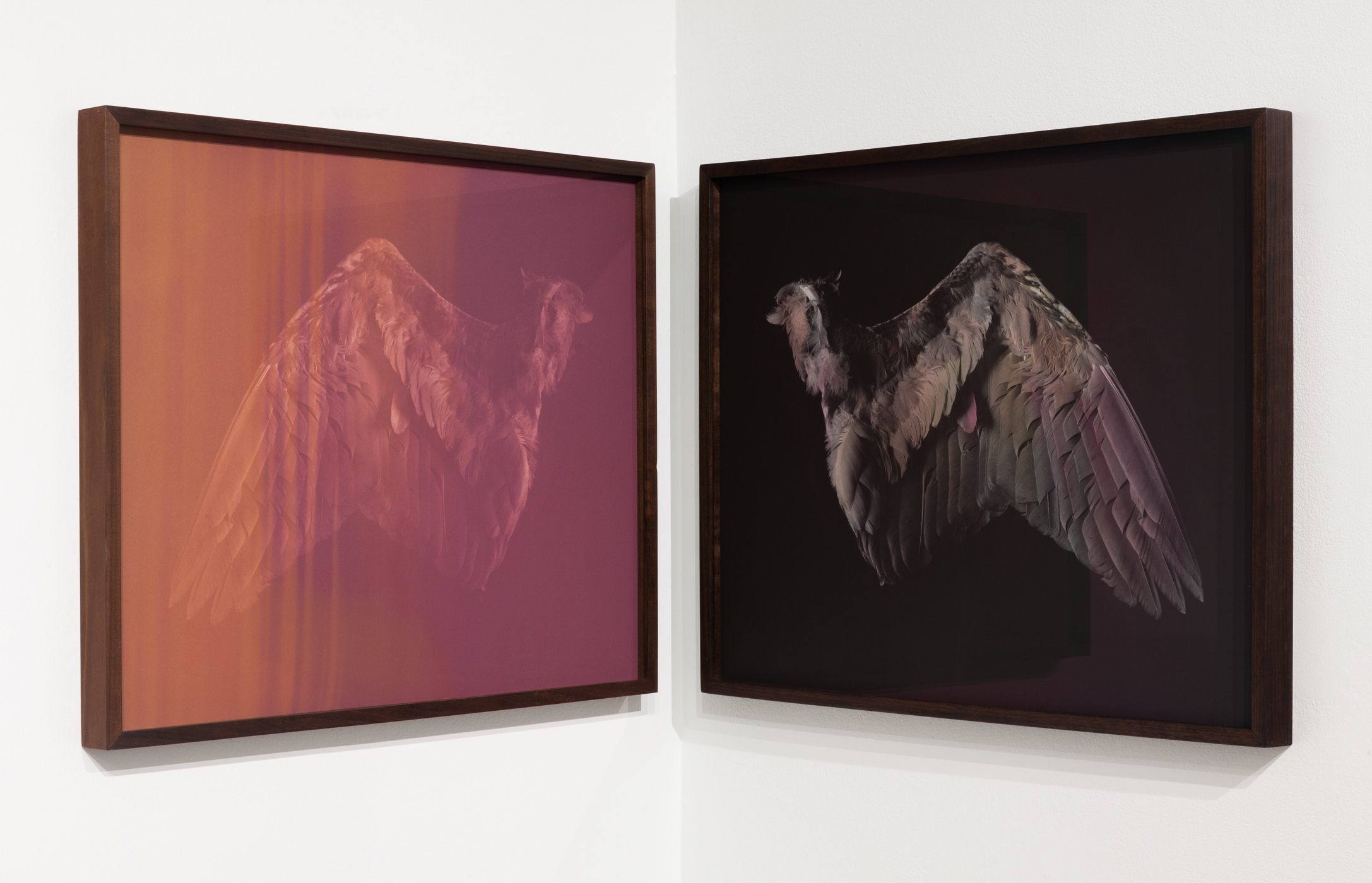    Wing   (diptych), 2017 Left: Anthotype (faded lily, daisy, elderberry dyes on paper) Right: Silver gelatin print colored with lily, daisy, elderberry dyes 22 x 27 inches each Ed: 2 + 1AP 