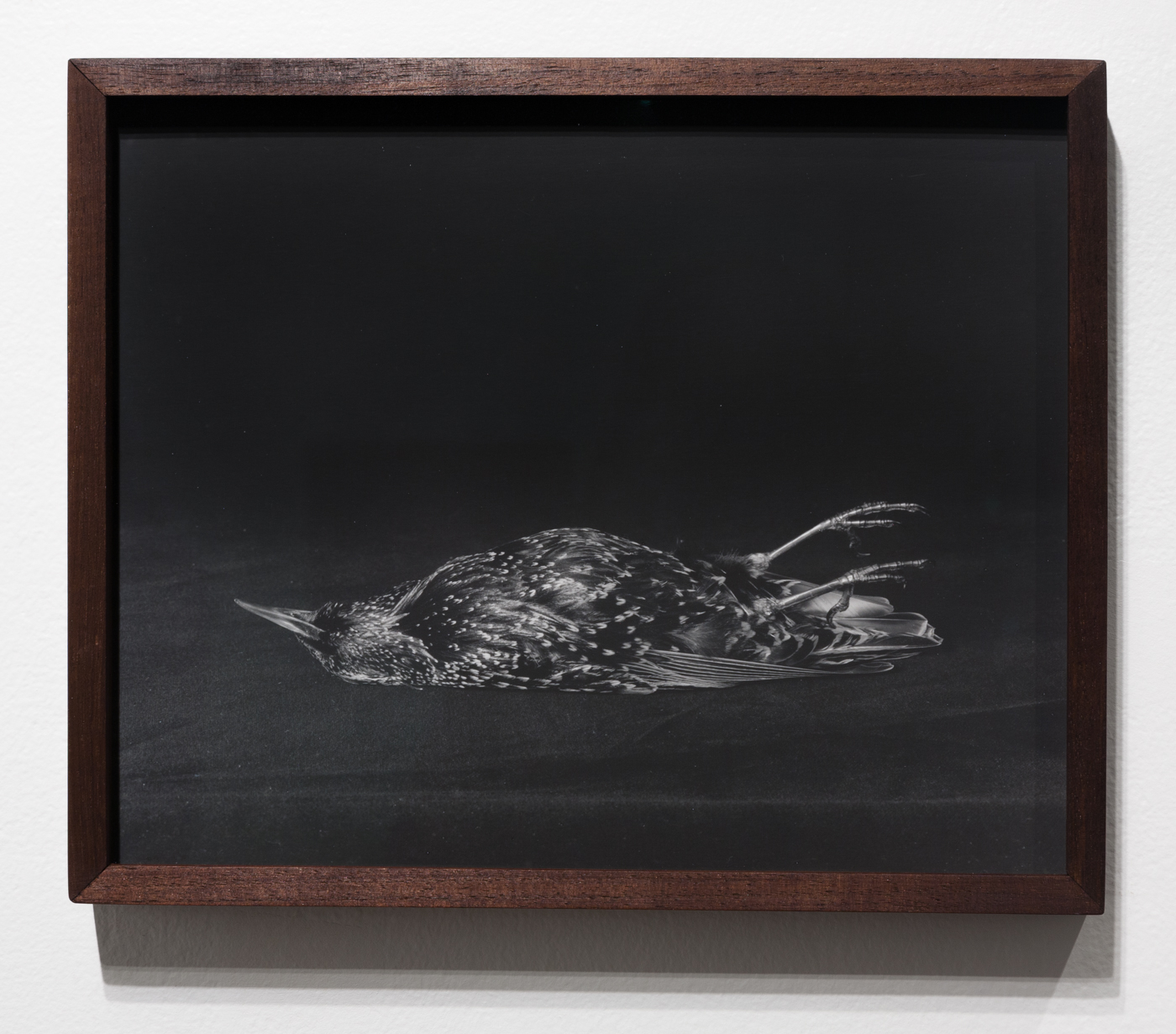 Starling , 2017 Silver gelatin print 9.75 x 12 inches Ed: 3 + 2AP