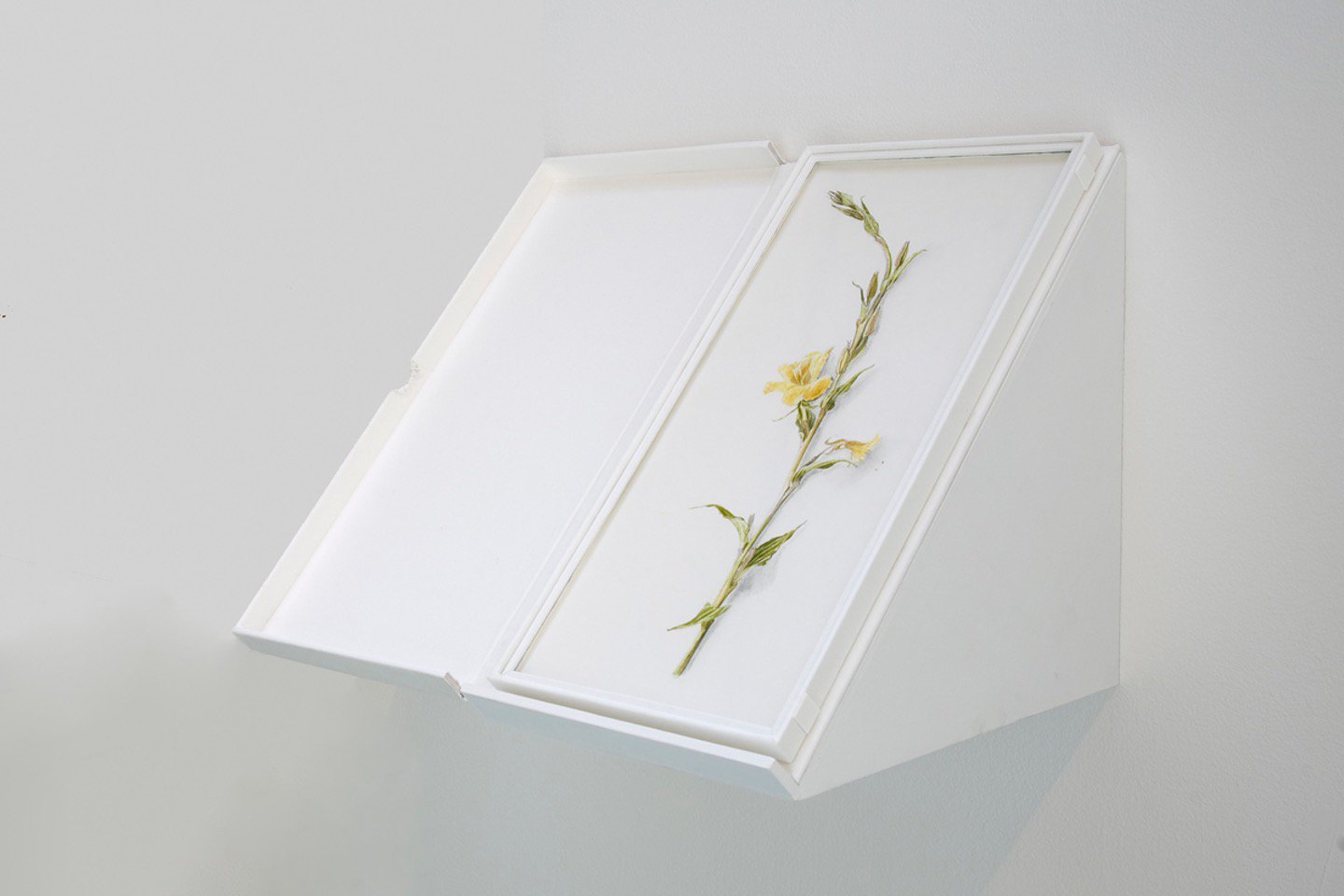   Evening Primrose   painted out of its own fugitive dye, in clamshell box, 2012 