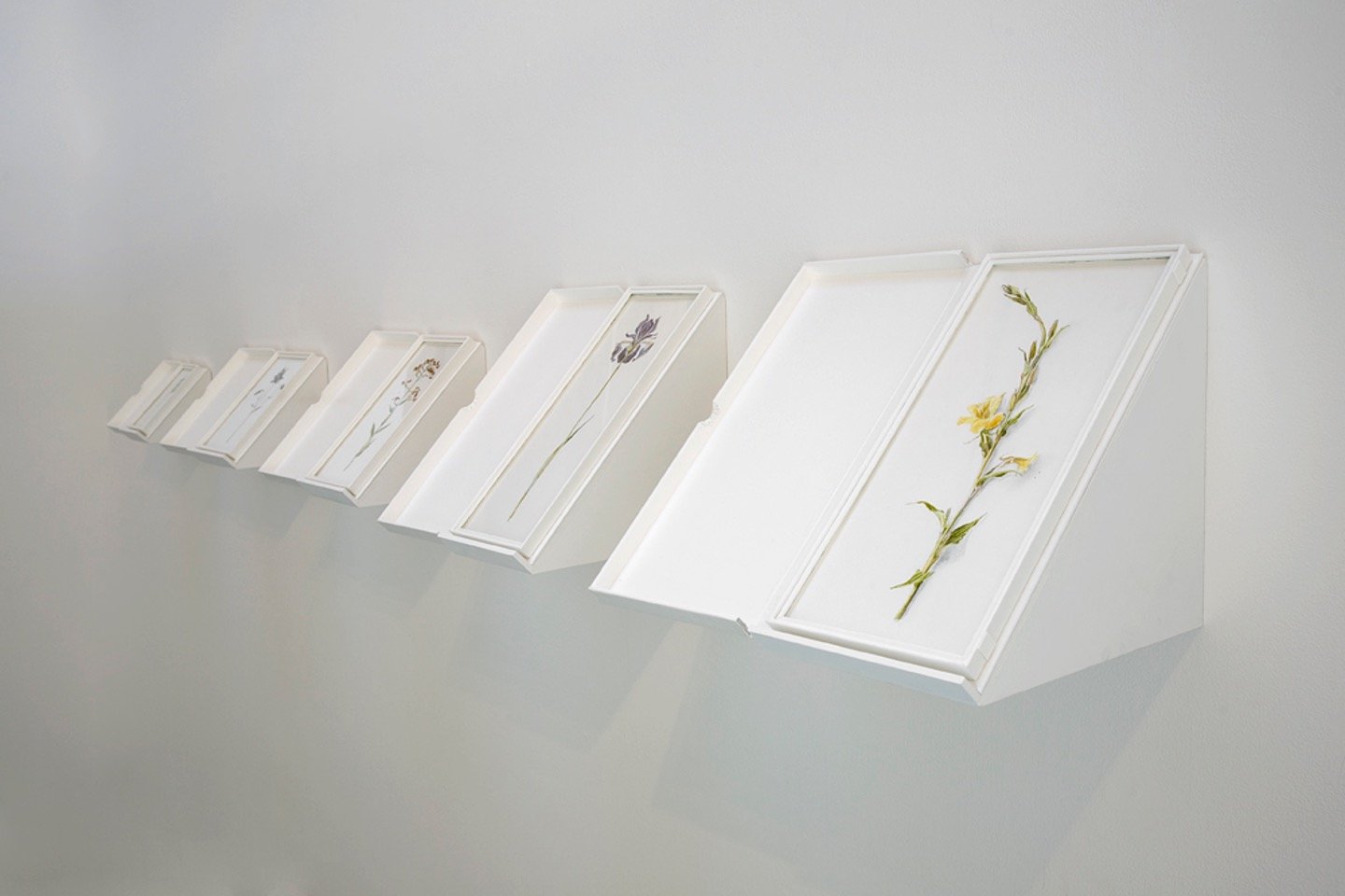   Flowers painted out of their own fugitive colors  inside clamshell boxes, 2012 