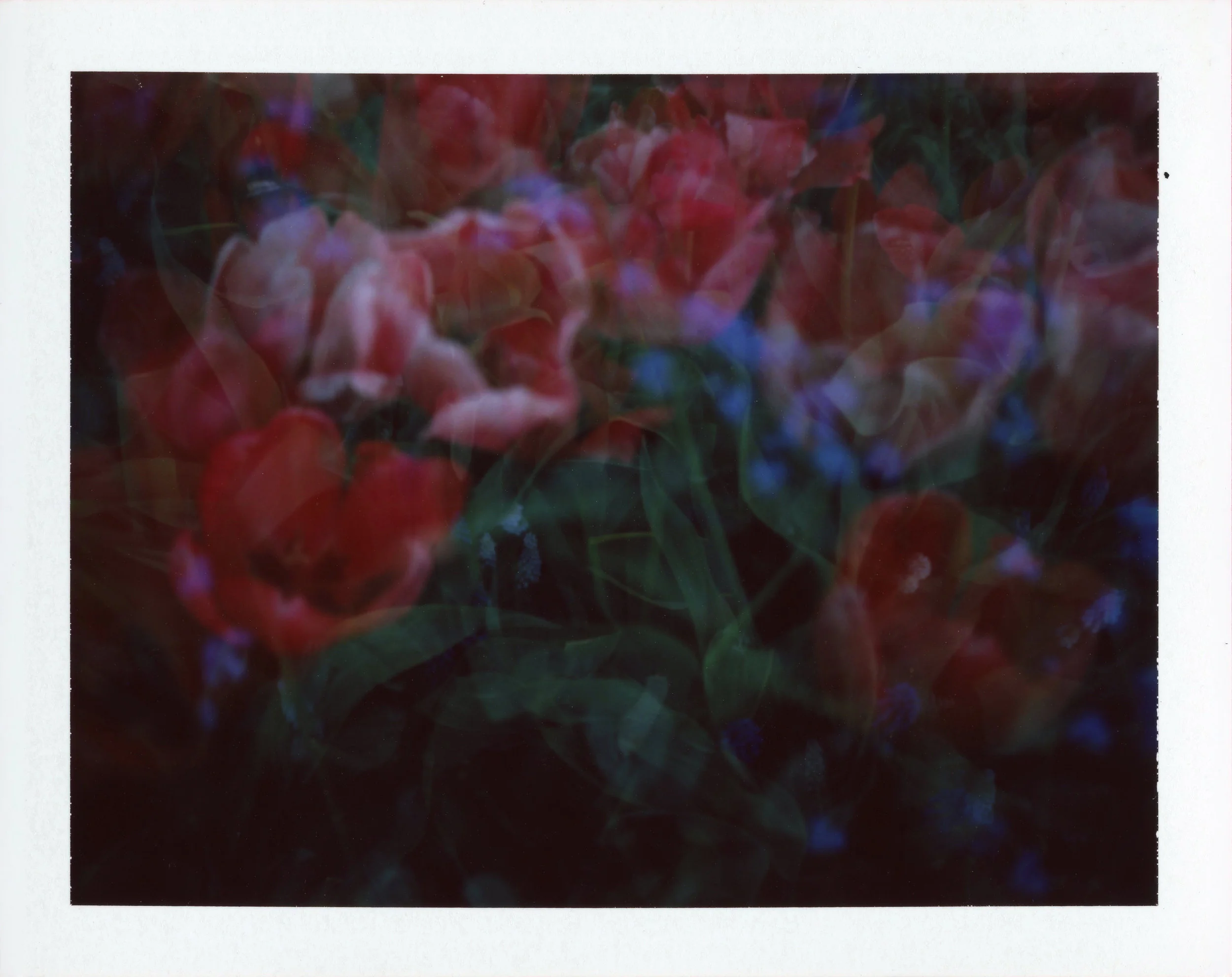 2018-flowers-red-2-edited.jpg
