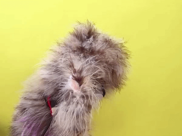 giphy-1-1.gif