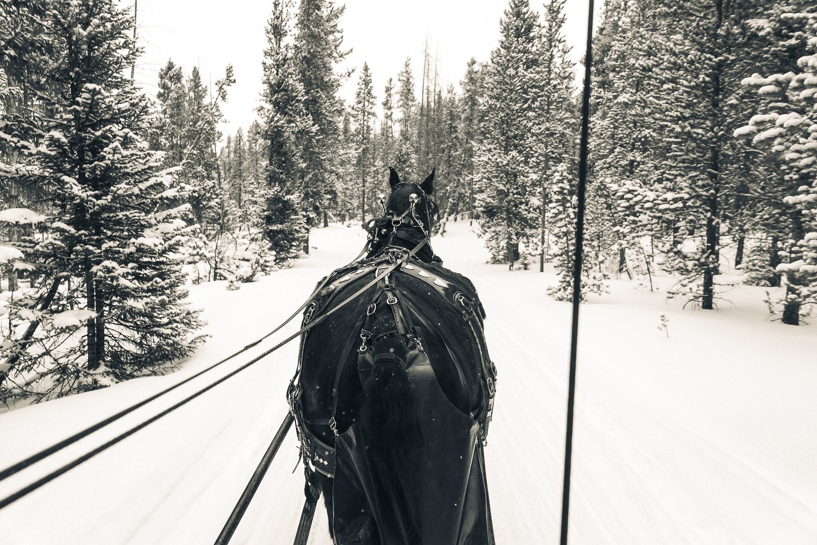 One Horse Open Sleigh-AGP-42.JPG