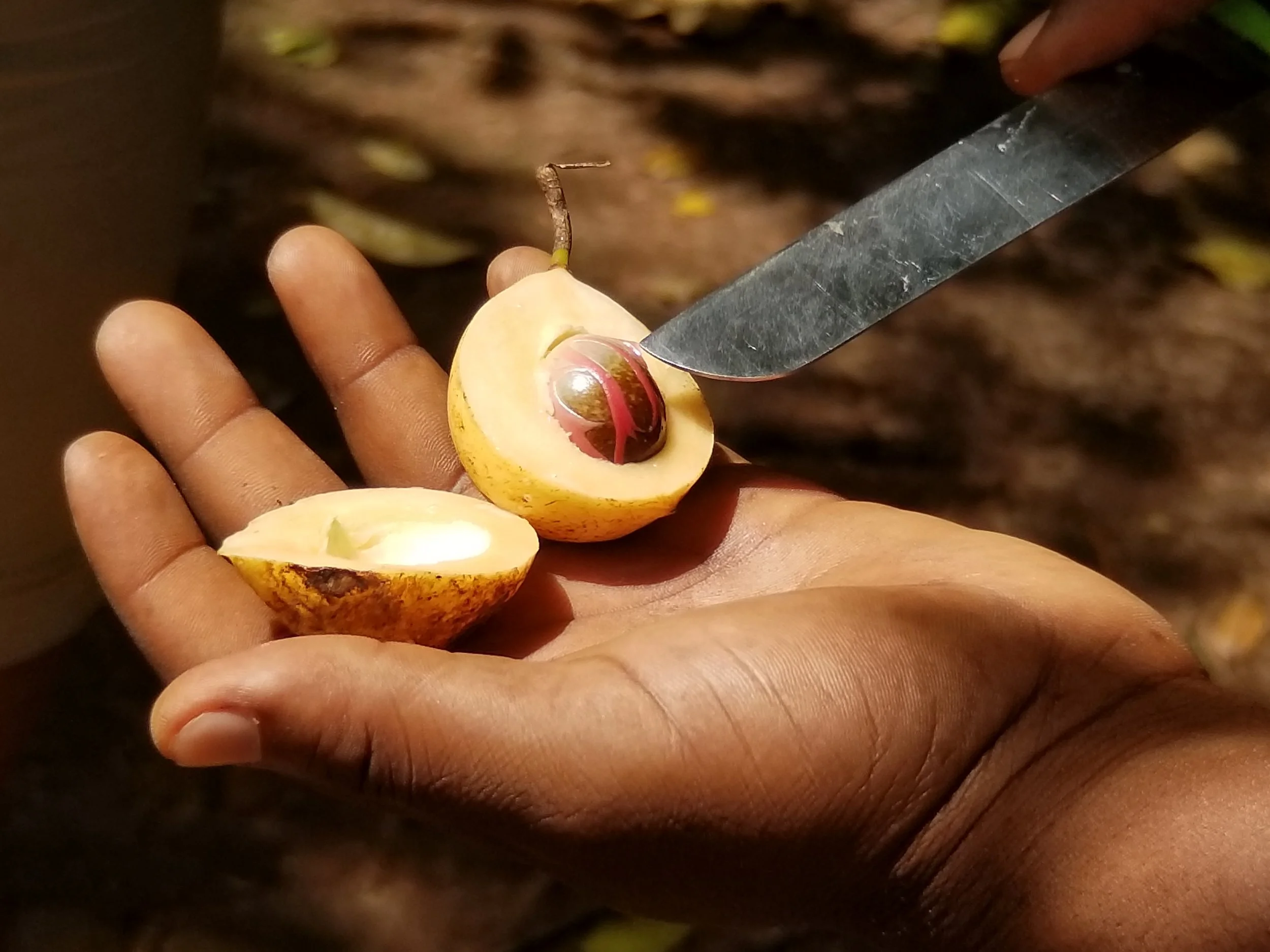 Nutmeg