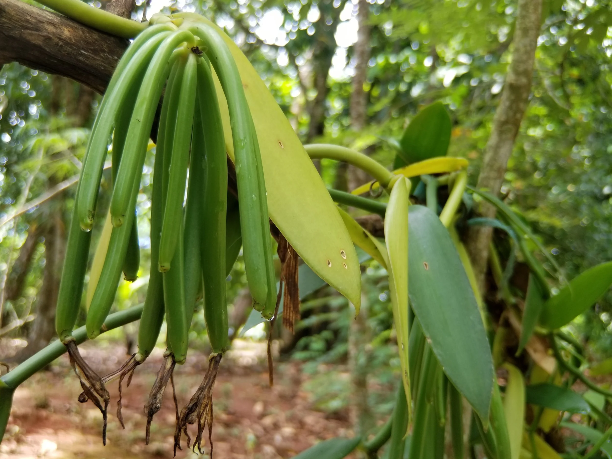 Vanilla