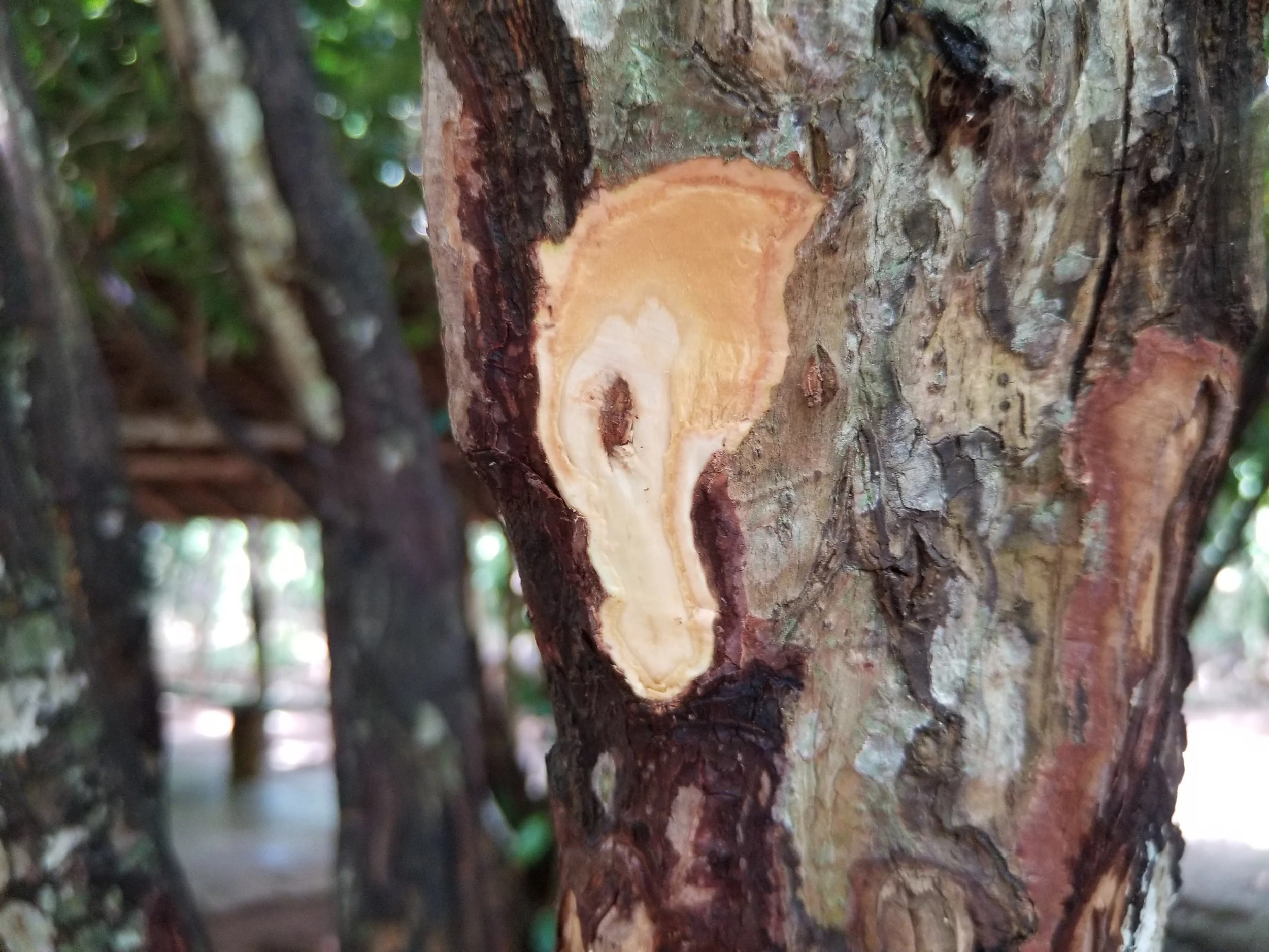 Cinnamon Tree