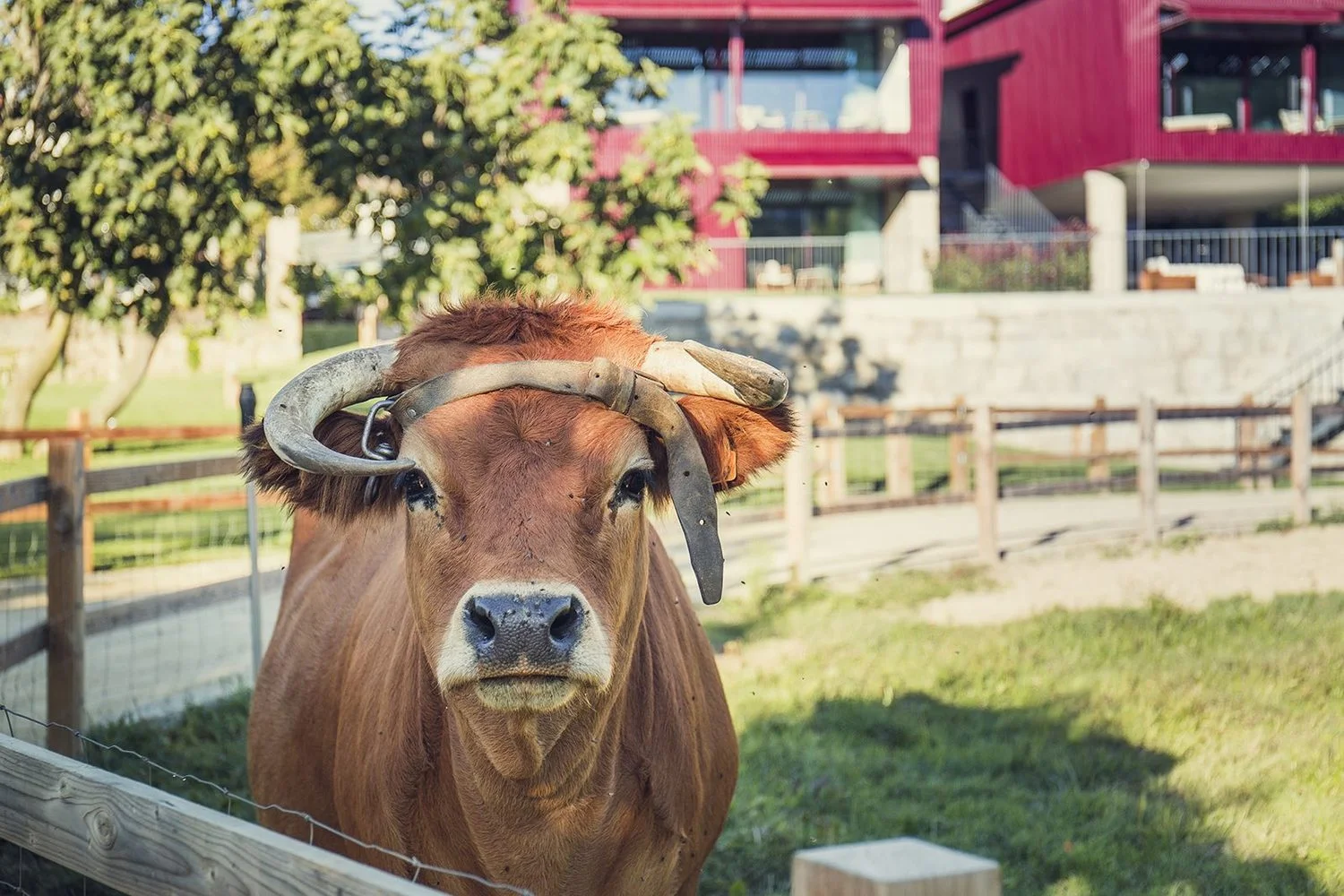 Quinta_02_Vaca.jpg