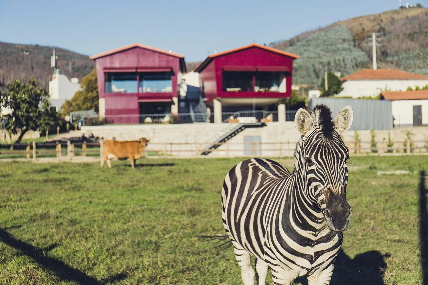 Quinta_05_Zebra.jpg